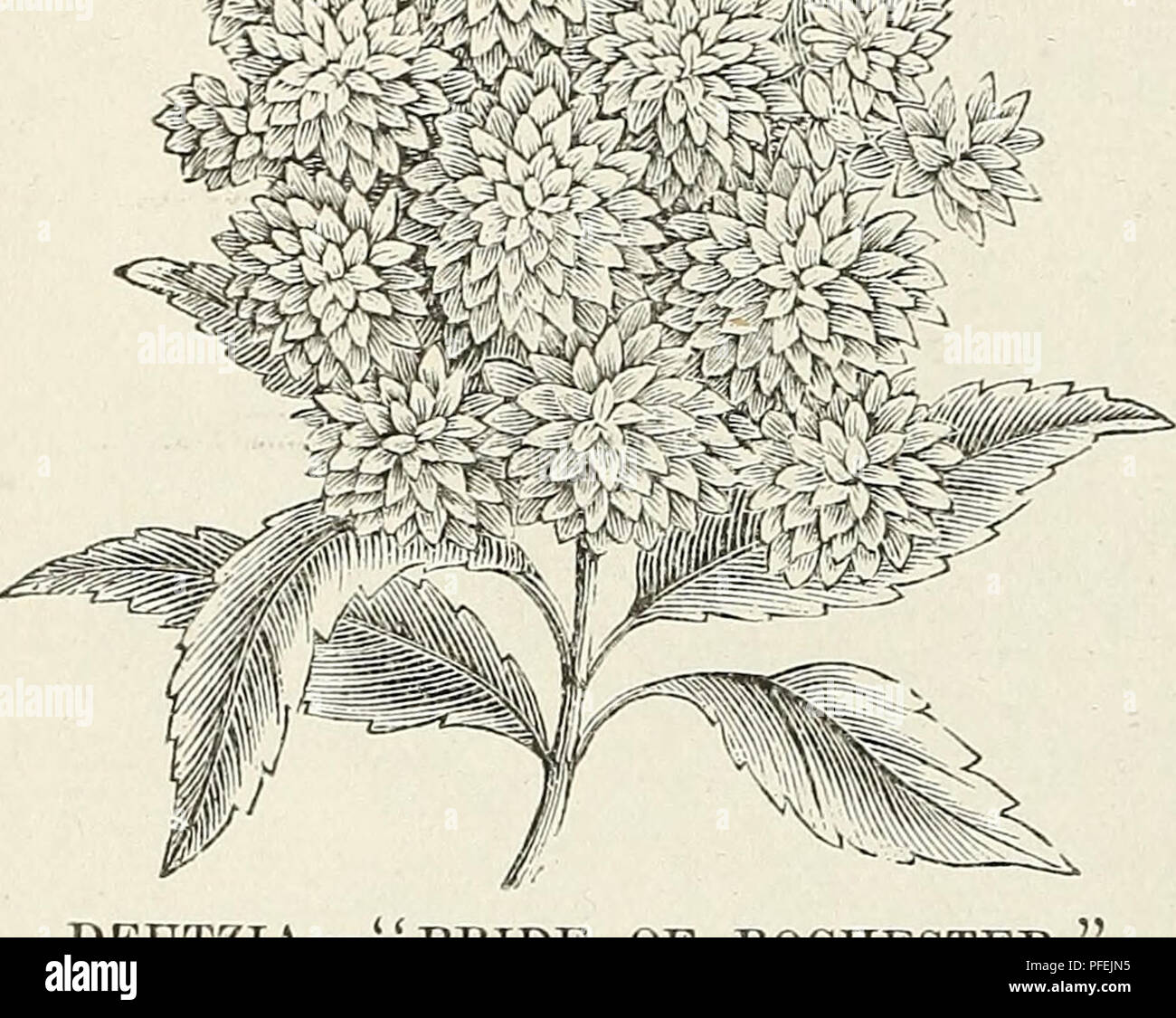 . Descriptive catalogue of ornamental trees, shrubs, hardy perennial plants, etc. : twenty-fifth edition. Ornamental trees Catalogs; Shrubs Catalogs; Roses Catalogs; Flowers Catalogs. If. DEUTZIA—&quot; PRIDE OF ROCHESTER. (&gt;3 Natural, Size.) D. c. var. flore alba pleiio. Similar in habit to the preceding, but pure white and double. var. &quot;Pride of Roches- ter.&quot; A variety raised from Deutzia crenata flore pleno, and producing large double white flowers; the back of the petals being slightly tinged with rose. It excels all of the older sorts in size of flower, length of panicle, pro Stock Photo