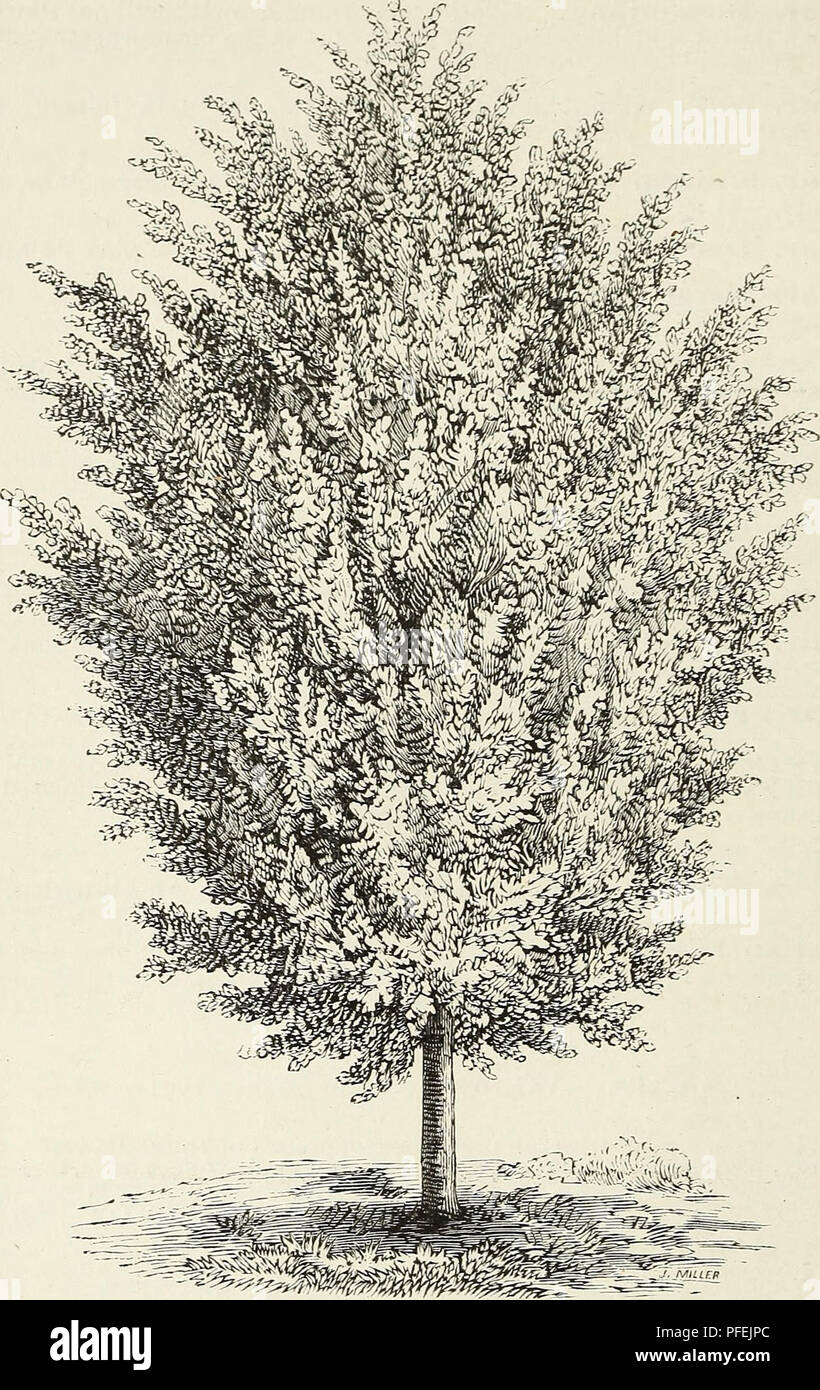 . Descriptive catalogue of ornamental trees, shrubs, hardy perennial plants, etc. : twenty-fifth edition. Ornamental trees Catalogs; Shrubs Catalogs; Roses Catalogs; Flowers Catalogs. 42 ELLWANGEE &amp; BARRY'S CATALOGUE.. WHITE-LEAVED LINDEN. S. e. var. tricolor. Three Colored Goat Willow. Worked four or five feet high it forms a very pretty round-headed tree, with distinct, tri-colored foliage. 75 cents. S. laurifolia. Laurel-leaved Willow. A fine ornamental tree, with very large, shining leaves. S. palm^efolia. Palm leaved Willow. A vigorous growing variety- foliage deep green. Young wood r Stock Photo