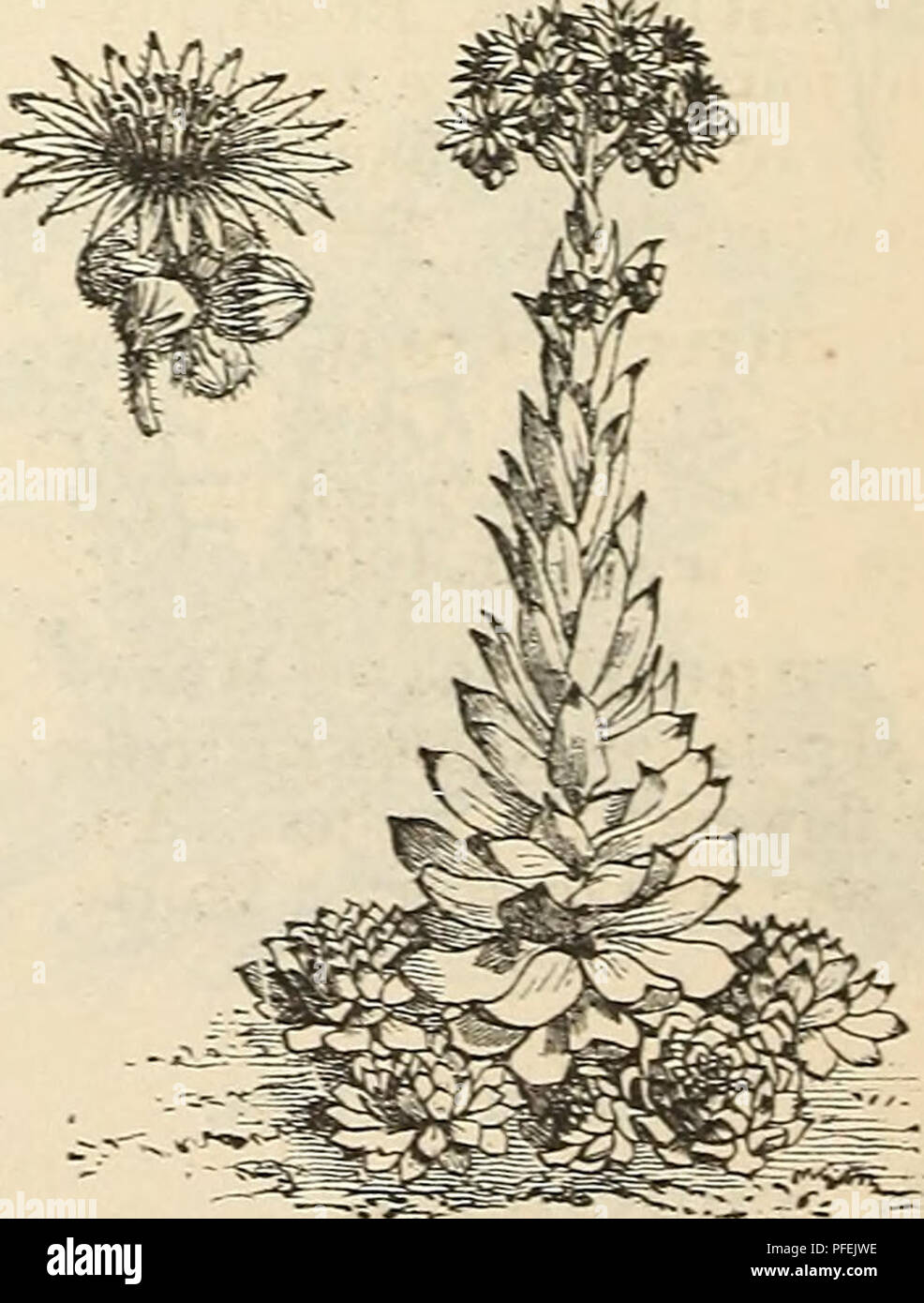 . Descriptive catalogue of hardy ornamental trees, shrubs, herbaceous perennial plants, etc. : twenty-fourth edition. Ornamental trees Catalogs; Shrubs Catalogs; Roses Catalogs; Flowers Catalogs. purpurascens July. Purple, coarse habit; (Trip-madam.) Straw- JSrs^Sr^ SEDUM PULCHELIUM Rocligasi Sieboldii S s S. Sieboldii medium pictum. Leaves distinctly yery effective for edgings of beds, baskets and vases. S. spectabile (S. Fabaria). A splendid fall-flowering high, and bearing showy clusters of rosy purple flowers. S. spurium. White; 6 inches. July. S. Telephium. Pink, with dark red luxu- riant Stock Photo