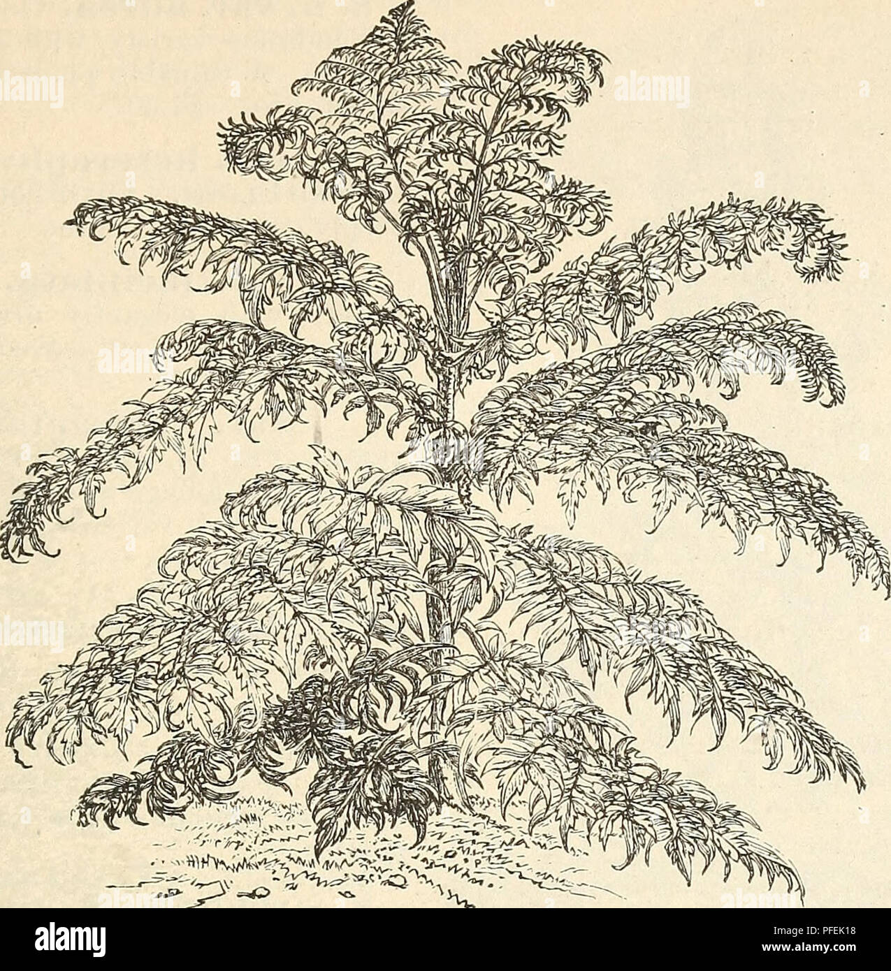 . Descriptive catalogue of hardy ornamental trees, shrubs, herbaceous perennial plants, etc. : twenty-fourth edition. Ornamental trees Catalogs; Shrubs Catalogs; Roses Catalogs; Flowers Catalogs. ORNAMENTAL TREES, SHRUBS, ETC. 69. RHUS GLABRA YAR. LACINIATA—CUT-LEAVED SUMACH. K. glabra var. laciniata. Cut-leaved Sumach. A very striking plant, with deeply cut leaves resembling fern leaves ; dark green above and glaucous below, rand turning to a rich red in autumn. See cut. 75 cents.  R. Osbecki. A beautiful species from China, with remarkable and very orna- mental foliage. 75 cents. KIBES. Curr Stock Photo