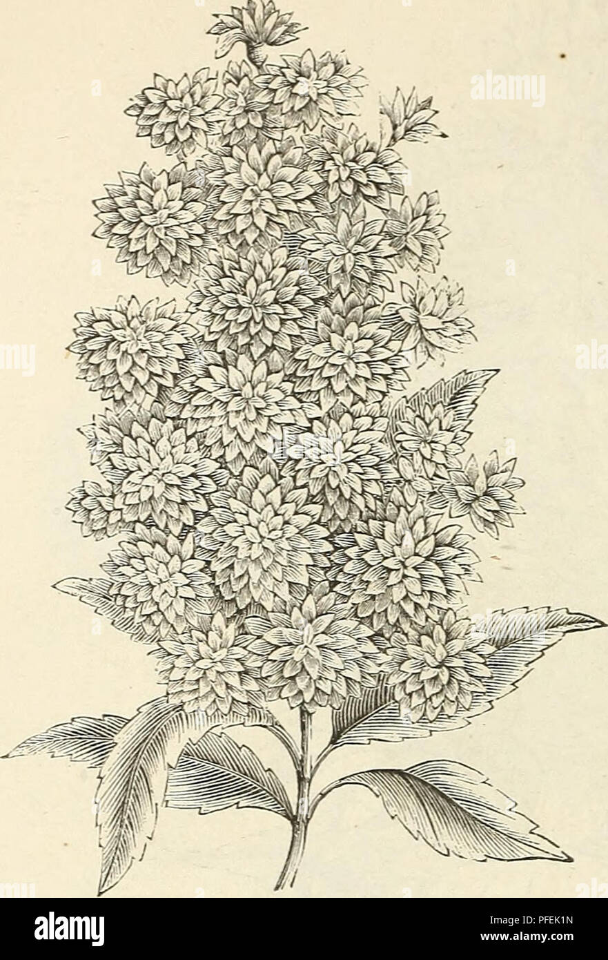 Deutzia Crenata Stock Photos Deutzia Crenata Stock Images Alamy