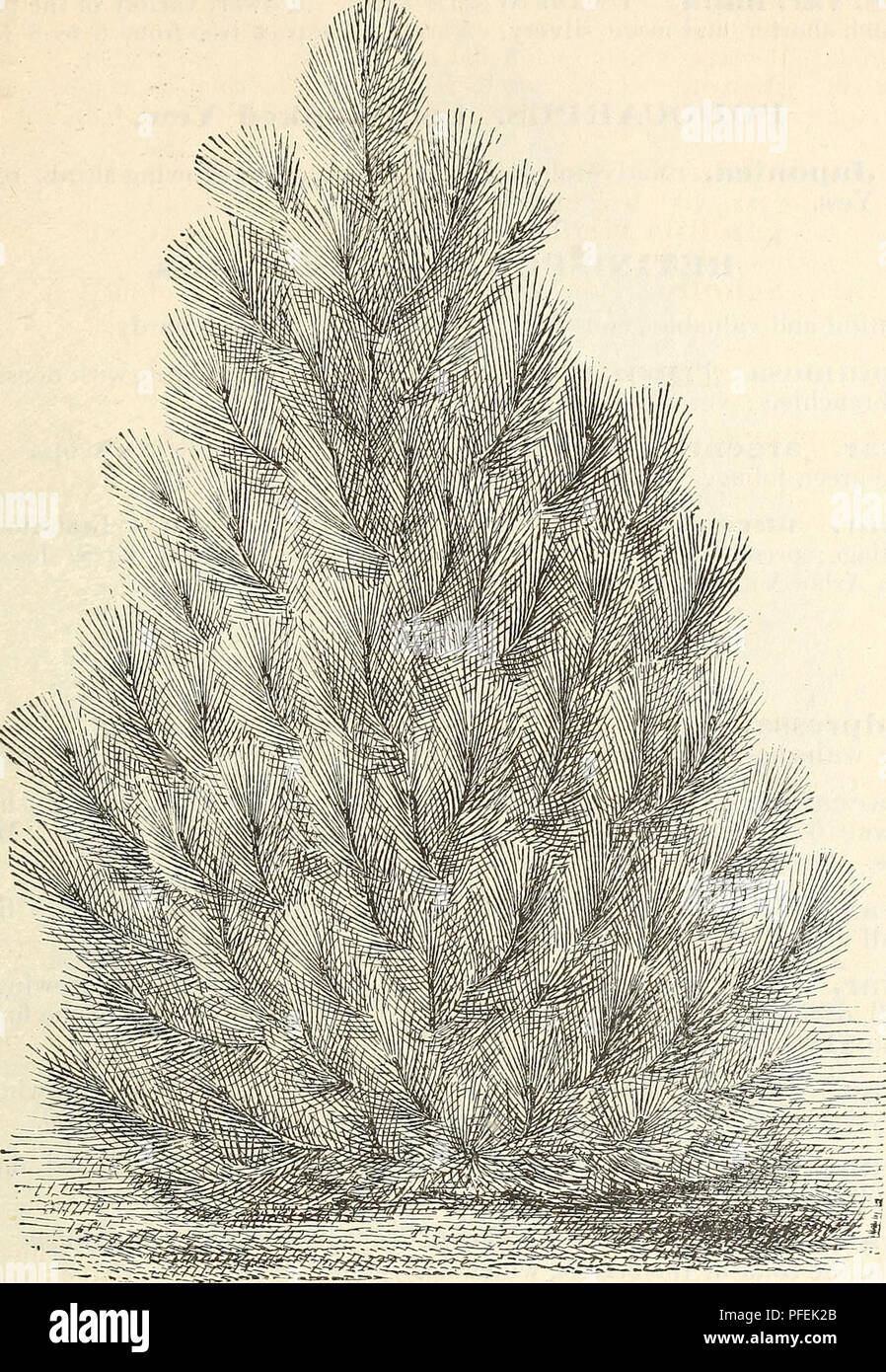 . Descriptive catalogue of hardy ornamental trees, shrubs, herbaceous perennial plants, etc. : twenty-fourth edition. Ornamental trees Catalogs; Shrubs Catalogs; Roses Catalogs; Flowers Catalogs. ORNAMENTAL TREES, SHRUBS, ETC. 51. PINUS PONDEROSA. Sec. III. Usually with five leaves in a sheath, fP. Ceml)ra. Swiss Stone Pine. A handsome and distinct European species, of a compact, conical form ; foliage short and silvery. Grows slowly when voung. $1.00 to $2.00. fP. excelsa. Lofty Bhotan Pine. A native of the mountains of Northern India. A graceful and elegant tree, with drooping silvery foliag Stock Photo