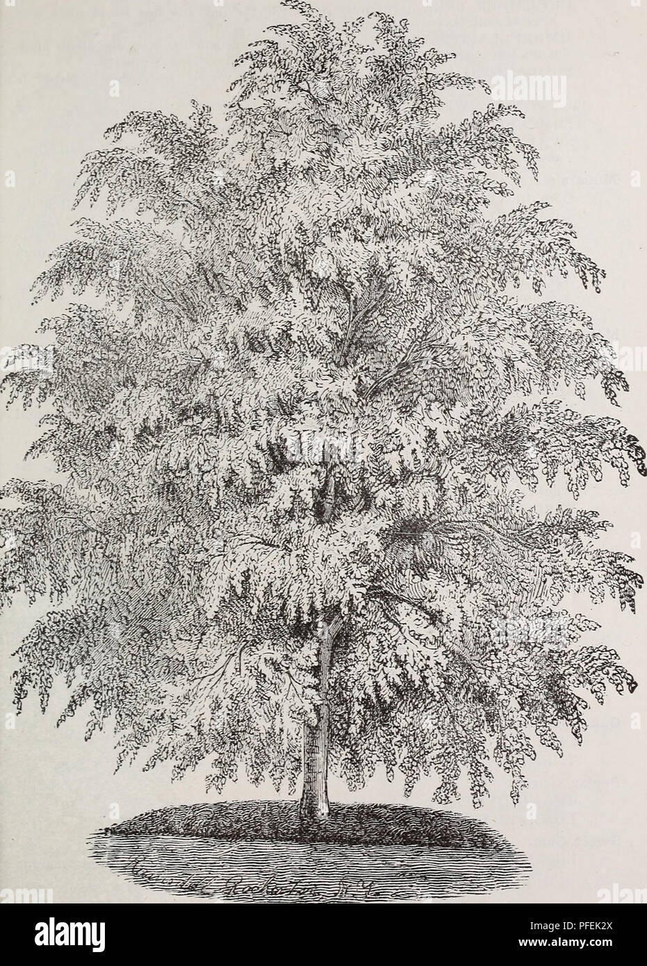 . Descriptive catalogue of fruit and ornamental trees, evergreens, grape vines, shrubs, bulbs, &amp;c.,. Nurseries (Horticulture) Ohio Catalogs; Greenhouse plants Catalogs; Nursery stock Catalogs. OF FRUIT, ORNAMl.NTAL TREES, &amp;C. 39. WHITE-LEAVED WEEPING LINDEN. [Description page 4&quot;}.. Please note that these images are extracted from scanned page images that may have been digitally enhanced for readability - coloration and appearance of these illustrations may not perfectly resemble the original work.. Storrs &amp; Harrison Co; Henry G. Gilbert Nursery and Seed Trade Catalog Collectio Stock Photo
