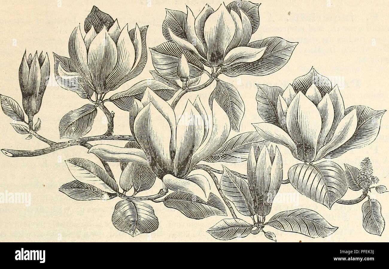 . Descriptive catalogue of hardy ornamental trees, shrubs, herbaceous perennial plants, etc. : twenty-fourth edition. Ornamental trees Catalogs; Shrubs Catalogs; Roses Catalogs; Flowers Catalogs. ORNAMENTAL TREES, SHRUBS, ETC. 27. flowers of the magnolia speciosa. ( One-fourth Natural Size ) M. Leimei. Lennes Magnolia. A seedling of M. purpurea. Recently intro- duced. Foliage large, flowers dark purple. A superb variety, and quite rare. $2.00. M. obovata. {purpurea.) Chinese Purple Magnolia. A dwarf species, with showy purple flowers in Mav and June. Being a little tender, it requires protecti Stock Photo