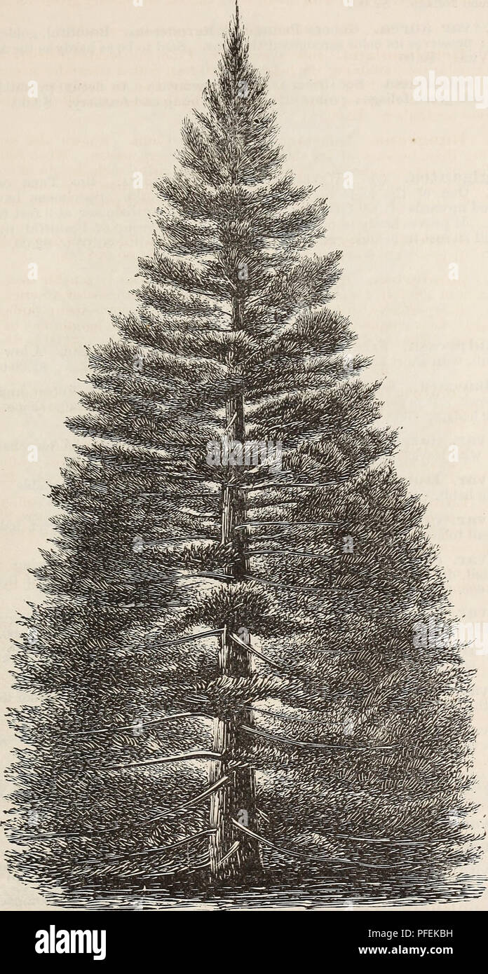 . Descriptive catalogue of ornamental trees, shrubs, roses, flowering plants, &amp;c. Ornamental trees Catalogs; Shrubs Catalogs; Roses Catalogs; Flowers Catalogs. ORXAMENTAL TREES, SHRUBS, ETC. 53. SEQUOIA GIGANTEA. (Big- Tree of Calieoknia.) The above is a correct representation of one of a group of nine now growing on our grounds. They were planted in 1857. Height, 32 feet. Circumference of trunk at base, 4 feet 8 inches.. Please note that these images are extracted from scanned page images that may have been digitally enhanced for readability - coloration and appearance of these illustrati Stock Photo