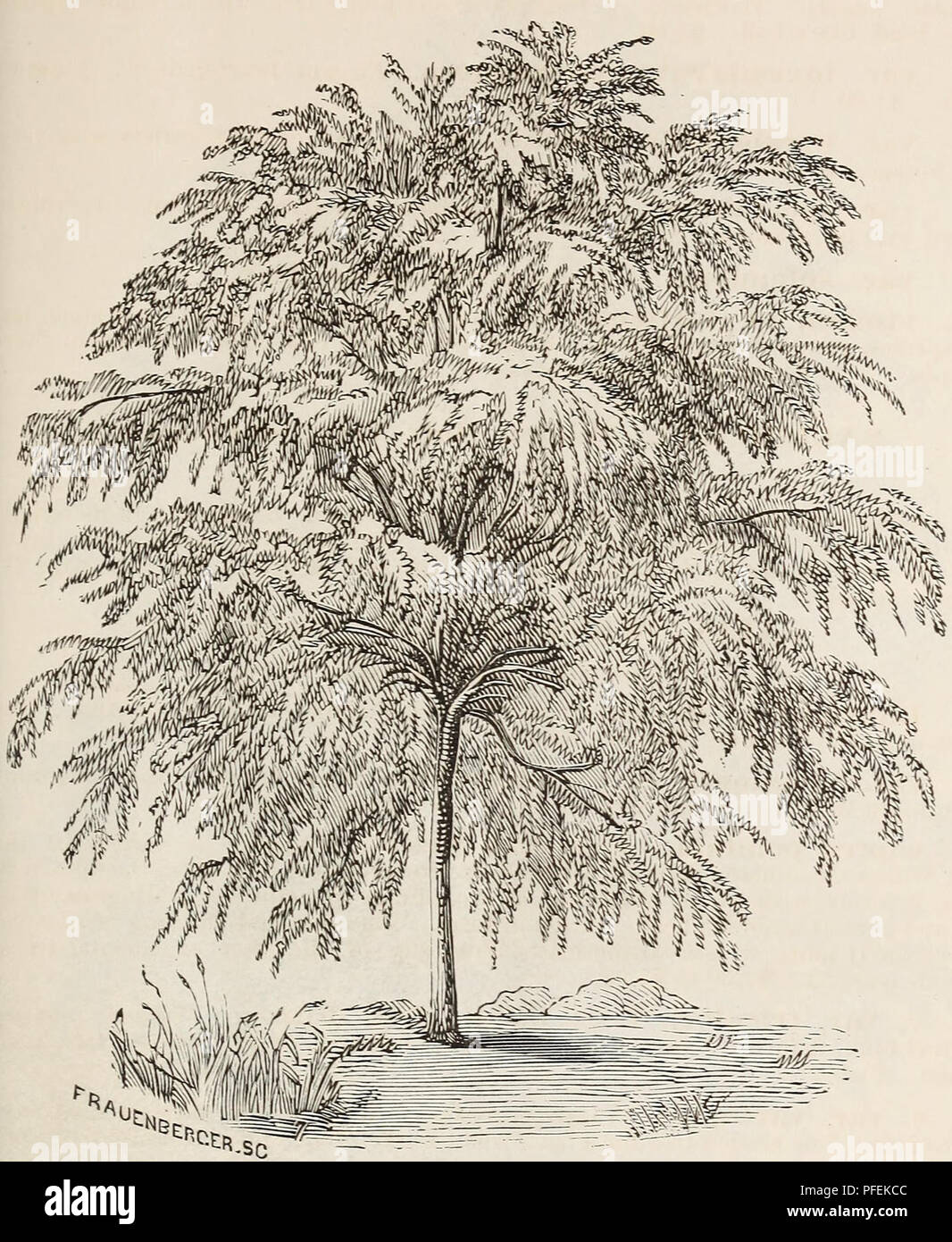 . Descriptive catalogue of ornamental trees, shrubs, roses, flowering plants, &amp;c. Ornamental trees Catalogs; Shrubs Catalogs; Roses Catalogs; Flowers Catalogs. ORXAMEXTAL TREES. SHRUBS, ETC. 35. SALIX PURPUREA. VAR. PENDULA. (aMEEICAN ^VEEPING or fountain WtLLOW.) Salix. Wisconsin Treeping-. Of drooping habit, and said to be perfectly hardy in Wisconsin. TAXODIUM. Deciduous Cypress. {Xat. Ord. Pinaccce.) T. disticlium. Deciduous ok Southern Cypress. A beautiful stately tree, â with small, elegant yew-like foliage. TILilA. Linden or Lime Tree. Linde, Ger. Tilleue, Fr. {Nat. Ord. Tiliacei-e. Stock Photo