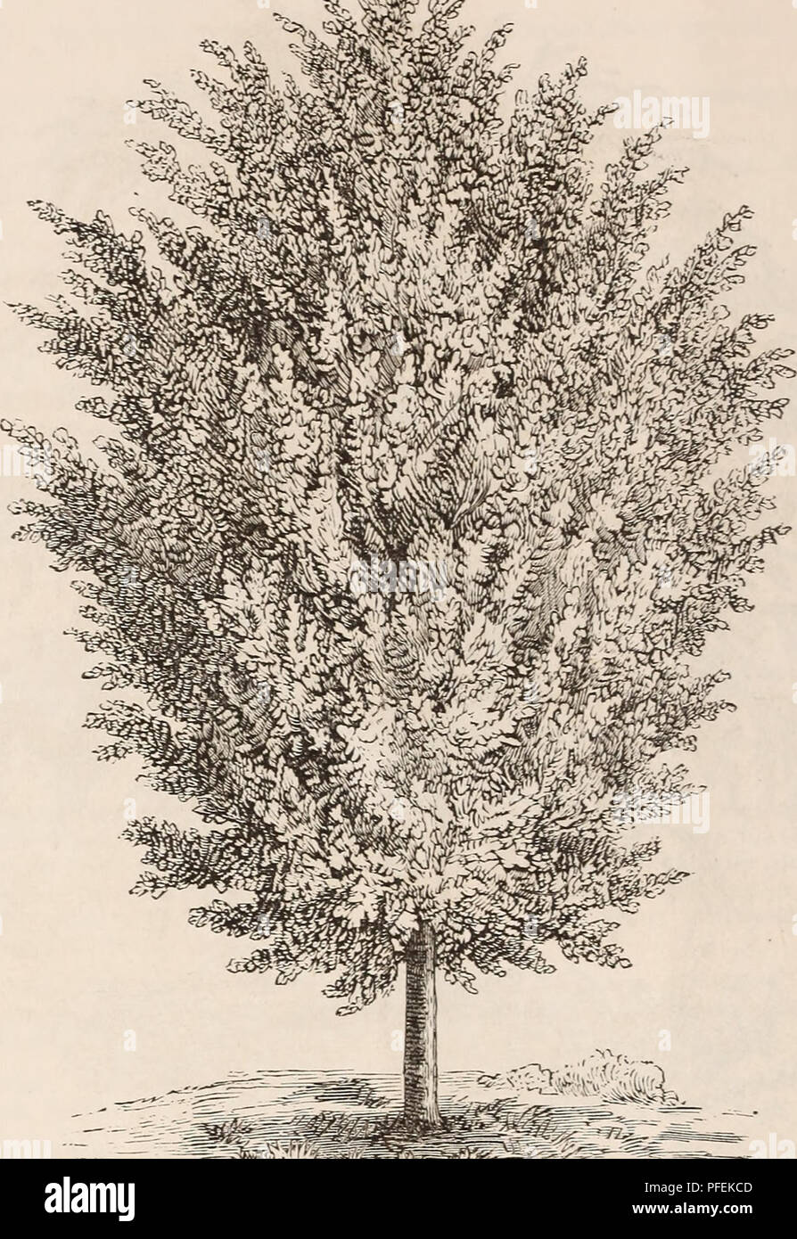 . Descriptive catalogue of ornamental trees, shrubs, roses, flowering plants, &amp;c. Ornamental trees Catalogs; Shrubs Catalogs; Roses Catalogs; Flowers Catalogs. 36 ELLWAXGER &amp; BARRY'S CATALOGUE.. '^^^^i^^^^mim^^^^^ TILIA EUROP^A VAR. ALBA. (white-leaved linden.) T. Europsea. European Linden. A very fine pyramidal tree, with large leaves and fragrant flowers. ^1.00. *var. alba, (argentea.) White-leaved European Linden. From Hun- gary. A vigorous growing tree, with cordate acuminate leaves, downy beneath, and smooth above. It is particularly noticeable among trees by its white appearance. Stock Photo