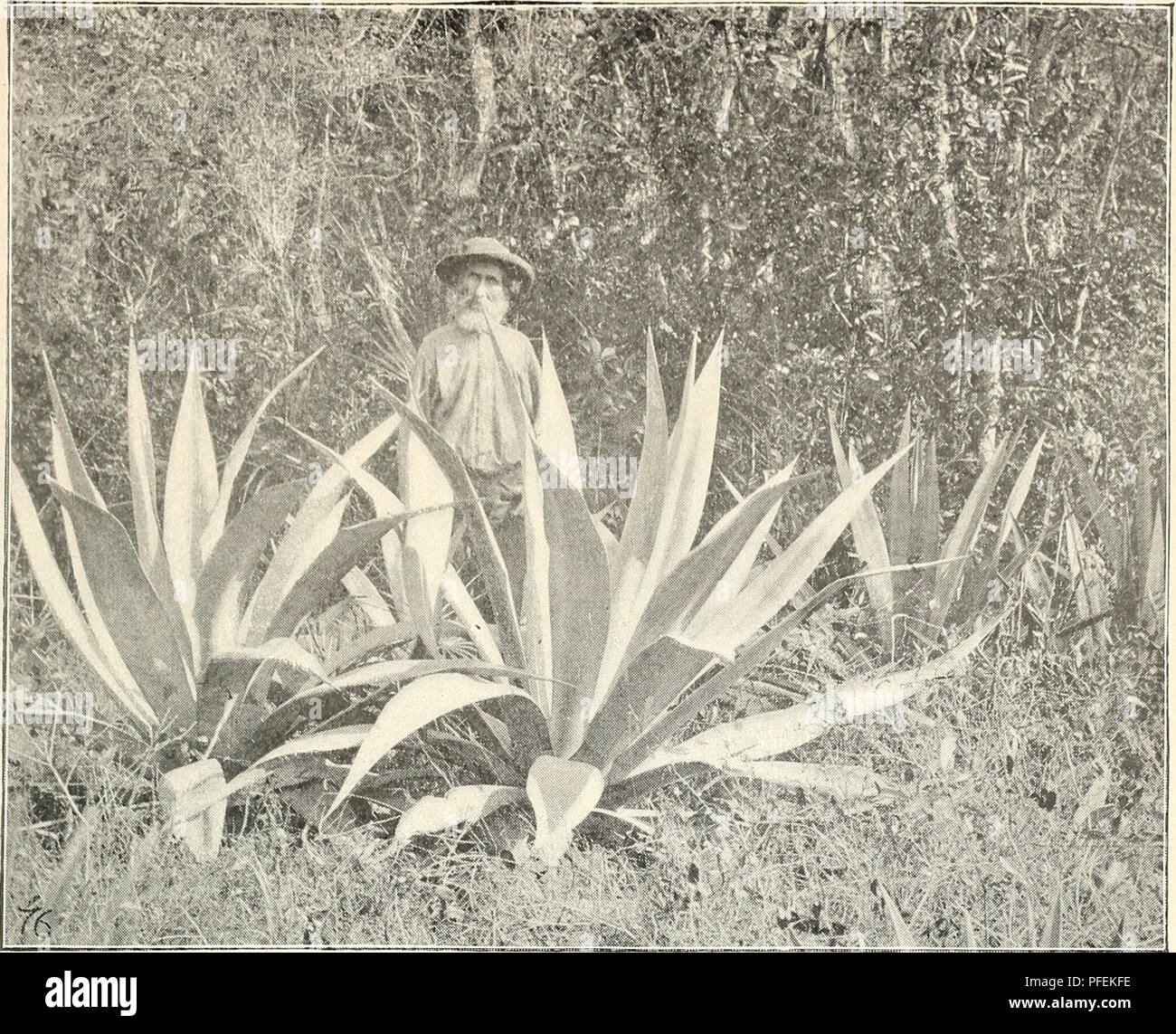 . A descriptive catalogue of useful fiber plants of the world, including the structural and economic classifications of fibers. Fibers. Report No. 9, Office of Fiber Investigations. Plate III.. 1. An unidentified Florida Agave.. Please note that these images are extracted from scanned page images that may have been digitally enhanced for readability - coloration and appearance of these illustrations may not perfectly resemble the original work.. Dodge, Charles Richards, 1847-1918. Washington, Govt. print. off. Stock Photo