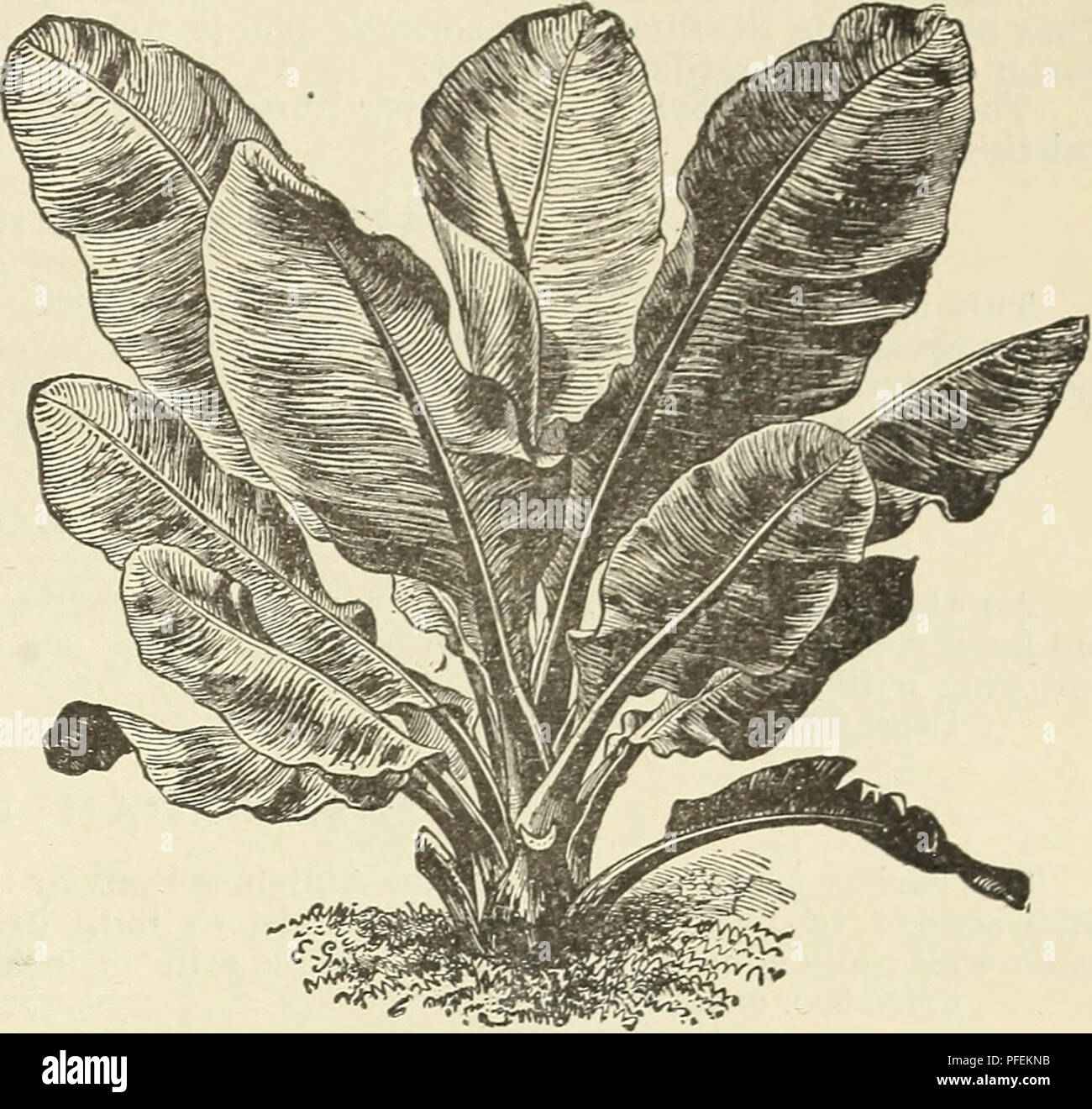 Descriptive And Illustrated Catalogue Of New And Rare Water Lilies Nelumbiums And Other Choice Aquatics Sub Tropical Plants Ornamental Grasses Etc Nurseries Horticulture New York State Catalogs Plants Ornamental Catalogs Aquatic Plants