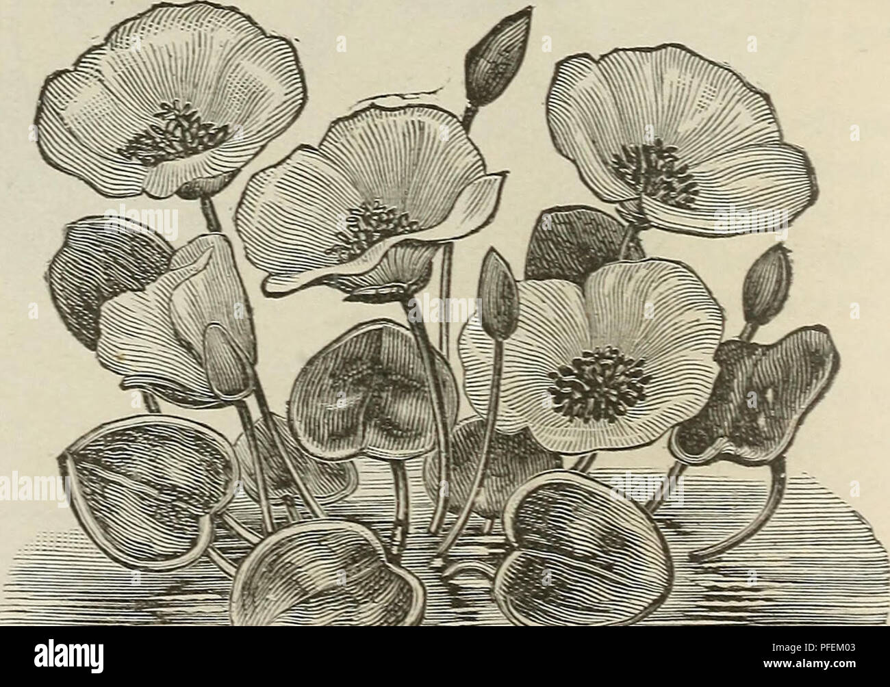 Descriptive And Illustrated Catalogue Of New And Rare Water Lilies Nelumbiums And Other Choice Aquatics Sub Tropical Plants Ornamental Grasses Etc Nurseries Horticulture New York State Catalogs Plants Ornamental Catalogs Aquatic Plants