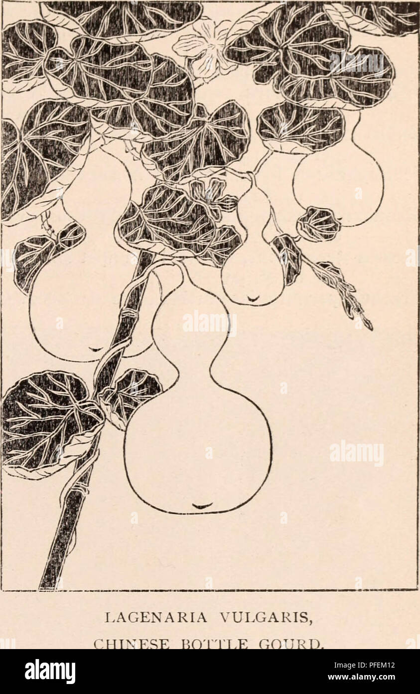 . Descriptive catalogue of flowering, ornamental trees, shrubs, bulbs, herbs, climbers, fruit trees, &amp;c., &amp;c., &amp;c. / for sale by the Yokohama Nursery Co., Limited.. Nursery Catalogue. ^A^LOGUE OF THR YOKOHAMA NURSERY Co., Ltd. (1910). 77 CLIMBERS AND CREEPERS. Aetinidia argiita, used as an ornamental climber as well as a fruit plant, white flowers in summer ^ inch across—each 25 c. ; per 10, $2.00. Actinidia polygama, an ornamental climber, white flower, deciduous—each 25c.; per 10, $2.00. Aetinidia Koloinikta, a hardy deciduous climber suitable for trellis and covering arbor, youn Stock Photo