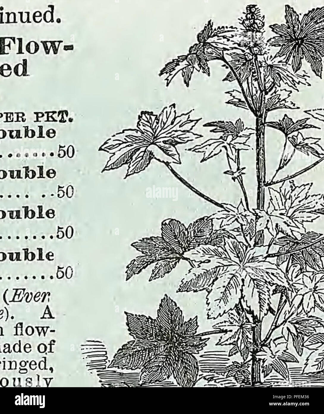 . Descriptive catalogue of vegetable, flower, and farm seeds. Nurseries (Horticulture); Nursery stock; Seeds; Bulbs (Plants); Gardening; Equipment and supplies; Bedding plants; Weeber &amp; Don. SANVITALIA PROCTJMBENS. PER PKT. Magnificent bedding plants of the most brilliant and effective character. Laden with gorgeous scarlet spikes, a bed of Sal- via Splendens forms a beautiful and highly attractive object. H. H. P., 2 ft. Coccinea. Scarlet, free-flowering. H. H. A 10 Patens. Rich deep blue, fragrant , 20 Splendens. Bright scarlet, spikes varying from sixteen to twenty-four inches in length Stock Photo