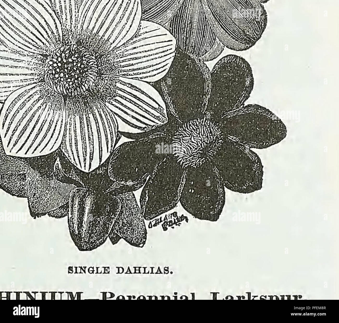 . Descriptive catalogue of vegetable, flower, and farm seeds. Nurseries (Horticulture); Nursery stock; Seeds; Bulbs (Plants); Gardening; Equipment and supplies; Bedding plants; Weeber &amp; Don. DIANTHTTS DIADEMATIS, FL. PL. DIANTHUS, Double Annual Varieties—Continued. PEK PKT. SNOWPLAKE. Purest white ; flowers of large size, very double and delicately fringed 10 Finest Double Mixed. Containing a fine assortment of exquisite colors. Peroz.,50cts 5 Imported collection of eight distinct varieties, 60 cts. Hardy Double Perennial Varieties. The Garden Pink is highly admired for its beautifully lac Stock Photo