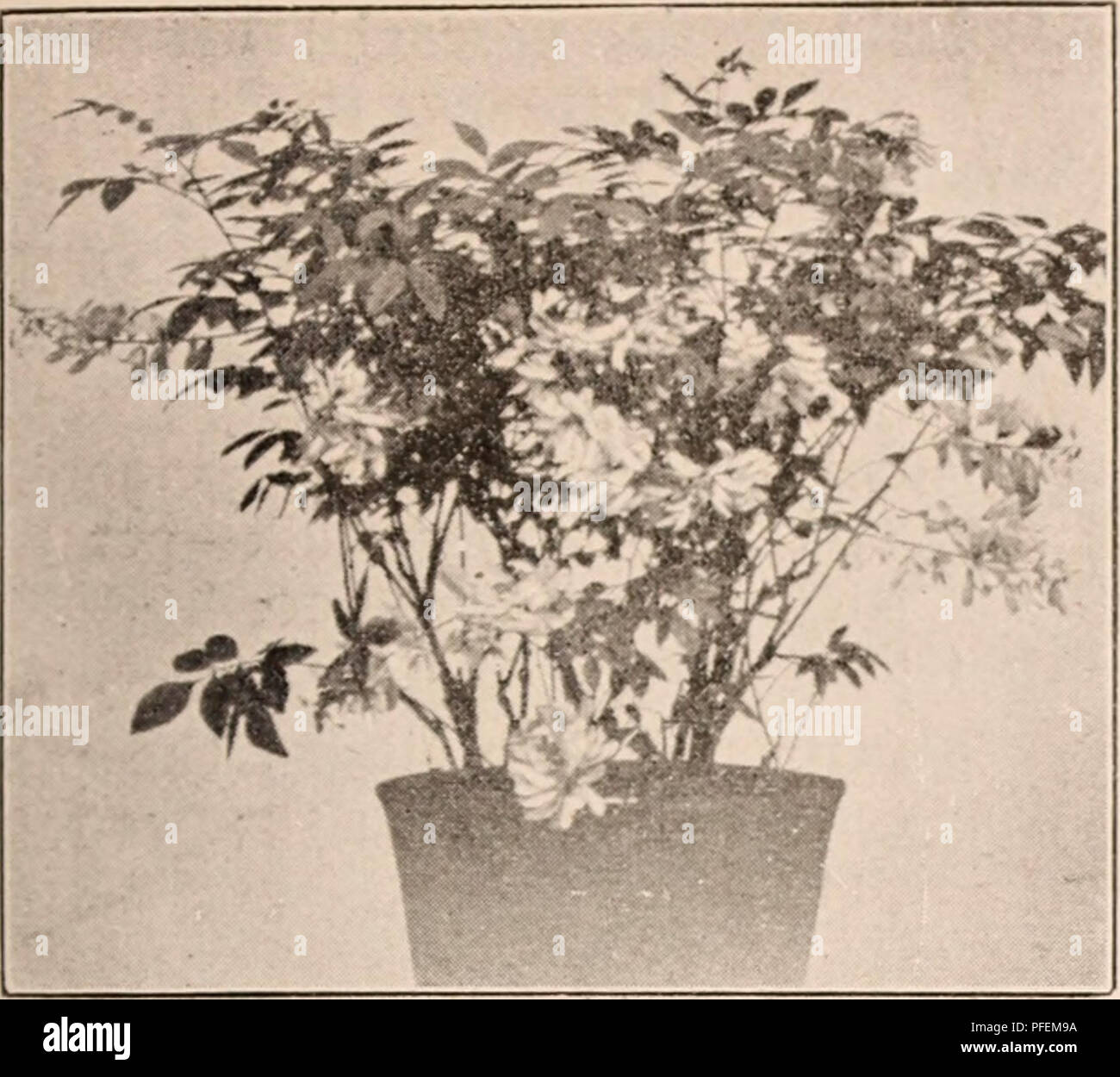 This 1910 nursery catalog features a variety of plants for sale