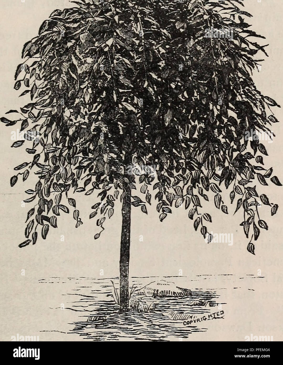 . Descriptive catalogue of trees, shrubs, vines and plants of the Shady Hill Nurseries. Nurseries (Horticulture), Massachusetts, Cambridge, Catalogs; Trees, Catalogs; Plants, Catalogs. DESCRIPTIVE CATALOGUE. 27 Sophora Japonica Pendula. Weeping Sophora. This distinctively graceful and unique drooping tree is well known to only a few. Its succession of curves, each overlapping the former one ; its beau- tiful tresses of refreshing light-green foliage is really superb. 10 feet trees; straight stems 2.50 2 feet trees, low grafted 75. THE WEEPING WILD CHERRY. The Weeping Wild Cherry. Emerson said  Stock Photo