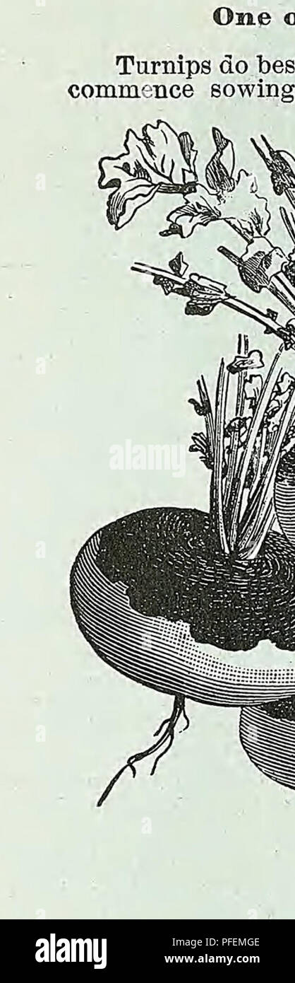 . Descriptive catalogue of vegetable, flower, and farm seeds. Nurseries (Horticulture); Nursery stock; Seeds; Bulbs (Plants); Gardening; Equipment and supplies; Bedding plants; Weeber &amp; Don. WEEBEE &amp; DON. HEEBS AND VEGETABLE PLANTS. 33 HERBS—SWEET, POT AND MEDICINAL.. SWEET MARJORAM. The seeds should he sown in spring, in shallow drills, twelve inches apart, and the young plants thinned out or transplanted to about four inches. They should be har- vested on a dry day, just before the blossom develops, dried quickly and bottled, or closely packed in dry boxes with the air entirely exclu Stock Photo