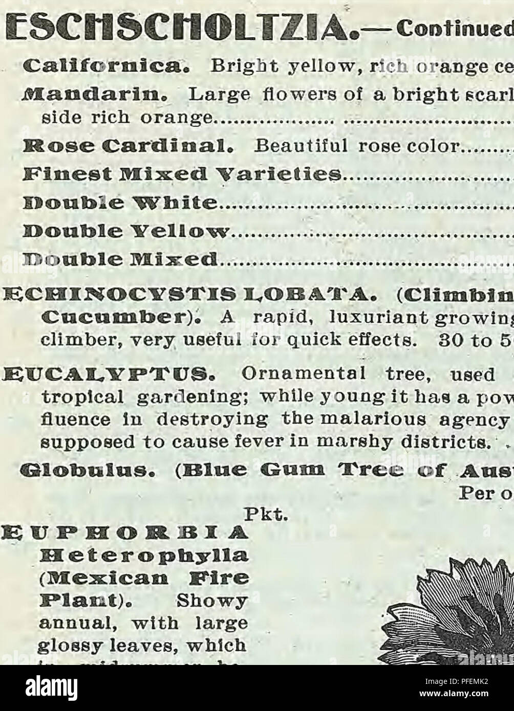 This catalog from Weeber & Don provides detailed descriptions of