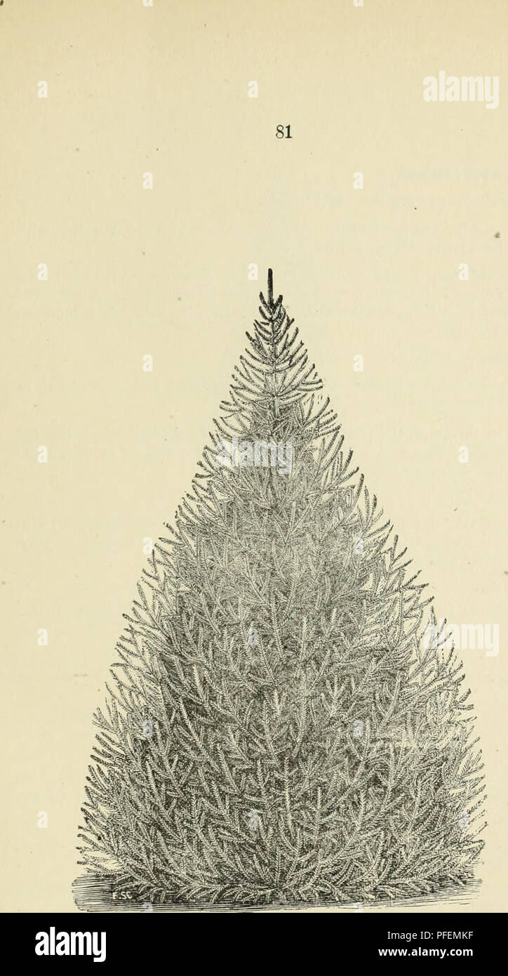 . Descriptive catalogue of fruit and ornamental trees, shrubs, vines, roses, etc. : cultivated and for sale. Nursery stock Ohio Catalogs; Nursery stock Illinois Catalogs; Nursery stock Kansas Catalogs; Fruit Catalogs; Ornamental trees Catalogs; Ornamental shrubs Catalogs; Grapes Catalogs; Roses Catalogs. The Norway Spruce.. Please note that these images are extracted from scanned page images that may have been digitally enhanced for readability - coloration and appearance of these illustrations may not perfectly resemble the original work.. N. H. Albaugh & Co; Henry G. Gilbert Nursery and Stock Photo