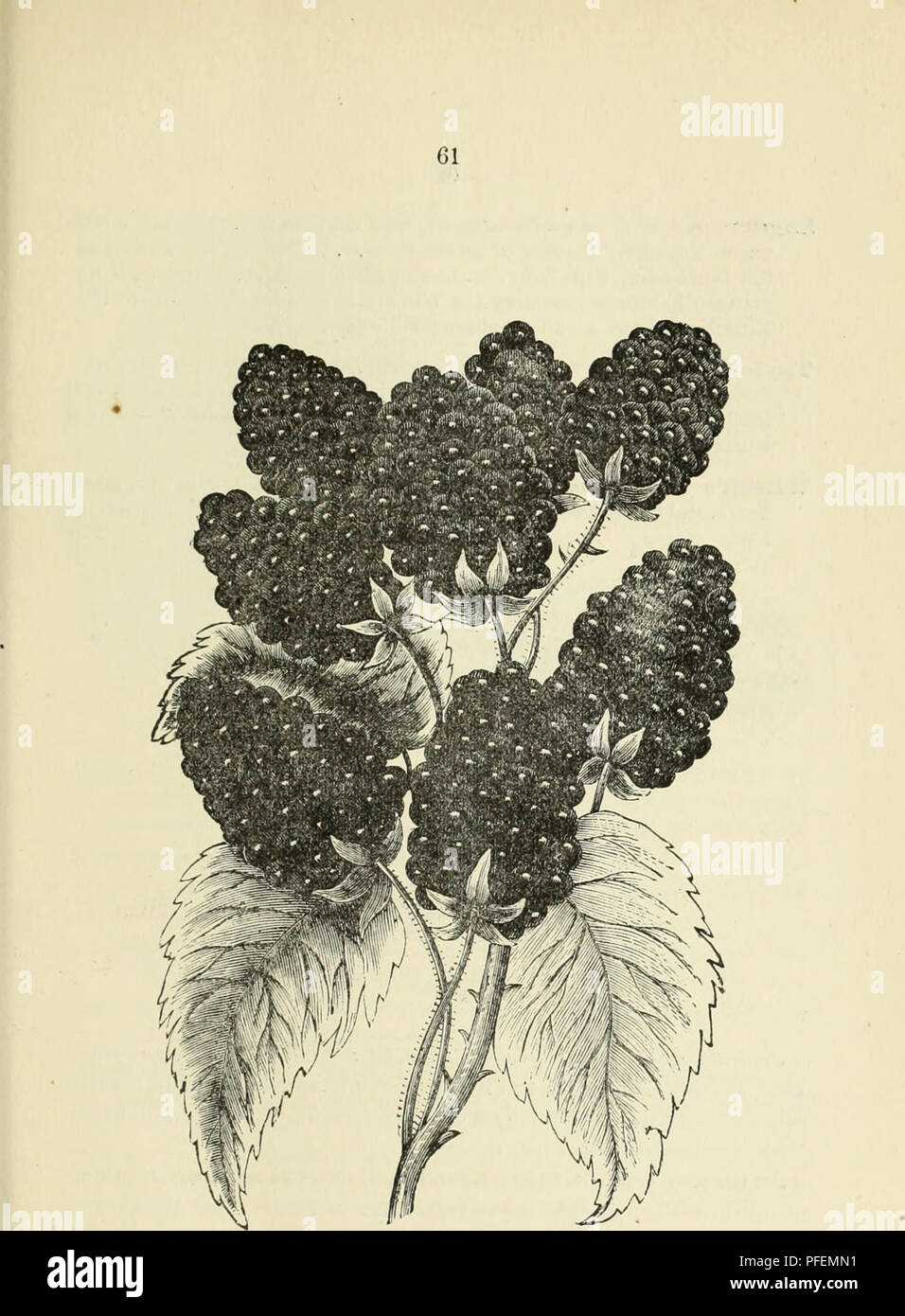 . Descriptive catalogue of fruit and ornamental trees, shrubs, vines, roses, etc. : cultivated and for sale. Nursery stock Ohio Catalogs; Nursery stock Illinois Catalogs; Nursery stock Kansas Catalogs; Fruit Catalogs; Ornamental trees Catalogs; Ornamental shrubs Catalogs; Grapes Catalogs; Roses Catalogs. The Snyder Blackberry.. Please note that these images are extracted from scanned page images that may have been digitally enhanced for readability - coloration and appearance of these illustrations may not perfectly resemble the original work.. N. H. Albaugh & Co; Henry G. Gilbert Nursery Stock Photo