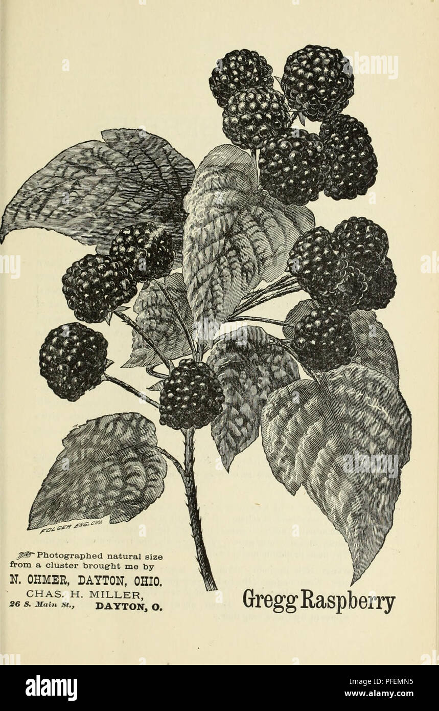 . Descriptive catalogue of fruit and ornamental trees, shrubs, vines, roses, etc. : cultivated and for sale. Nursery stock Ohio Catalogs; Nursery stock Illinois Catalogs; Nursery stock Kansas Catalogs; Fruit Catalogs; Ornamental trees Catalogs; Ornamental shrubs Catalogs; Grapes Catalogs; Roses Catalogs. . Please note that these images are extracted from scanned page images that may have been digitally enhanced for readability - coloration and appearance of these illustrations may not perfectly resemble the original work.. N. H. Albaugh &amp; Co; Henry G. Gilbert Nursery and Seed Trade Catalog Stock Photo