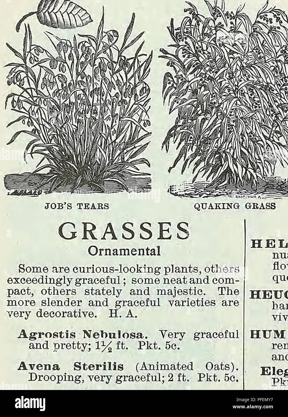 . Descriptive catalogue of vegetable, flower, and farm seeds. Nurseries (Horticulture); Nursery stock; Seeds; Bulbs (Plants); Gardening; Equipment and supplies; Bedding plants; Weeber &amp; Don. WEEBER &amp; DON 51 Flower Seeds. MOONFLOWEB HUMULUS Japonicus (Japanese Hop). Splendid annual climber of fast growth and very ornamental. 12 ft. Pkt. 10c. Japonicus Foliis Variegatis. A variegated form of the' preceding; leaves rich green, blotched and mar- bled with creamy white. 10 ft. Pkt. 15c. HYACINTH BEAN. See Dolichos. HYPERICUM Elegans (St. John's Wort.. For planting under trees; flowers yello Stock Photo