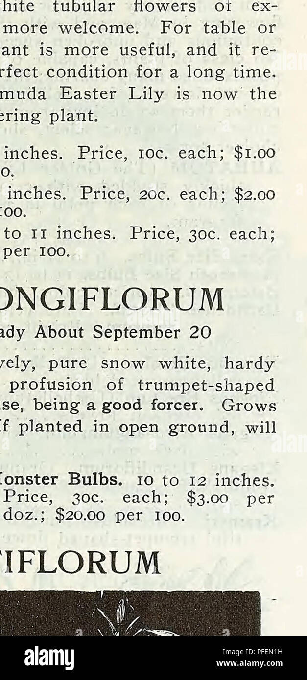 . Descriptive catalogue of vegetable, flower, and farm seeds. Nurseries (Horticulture); Nursery stock; Seeds; Bulbs (Plants); Gardening; Equipment and supplies; Bedding plants; Weeber &amp; Don. LILIUM AURATUM Each. Per doz. lo 15 $1 50 LILIES, VARIETIES SPECIOSUM ROSEUM. White, spotted with rose. 9 to 11 inches per 100, $12.00 SPECIOSUM RUBRUM. Rose, spotted with crimson. 9 to 11 inches per 100, $12.00 15 1 50 Superbum. Deep orange red 15 1 So Tenuifolium (Coral Lily of Siberia). Brilliant scarlet flowers, very early 20 2 00 Tigrinum (Tiger Lily). Orange salmon; 3 feet high; 9 to 11 inches. p Stock Photo