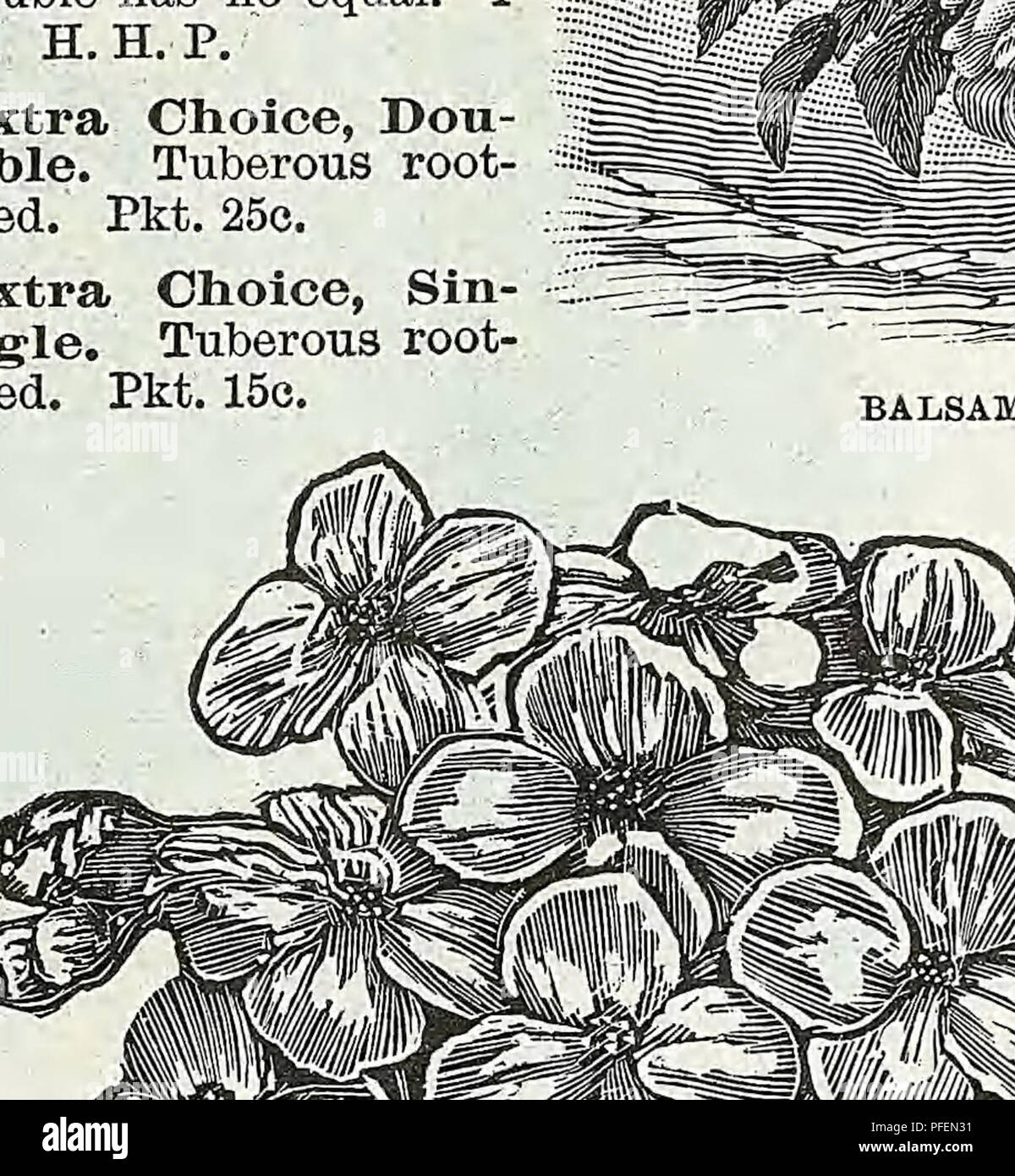 . Descriptive catalogue of vegetable, flower, and farm seeds. Nurseries (Horticulture); Nursery stock; Seeds; Bulbs (Plants); Gardening; Equipment and supplies; Bedding plants; Weeber &amp; Don. CALENDULA. METEOB CACALIA (Tassel Flower). A very beautiful and profuse flowering plant, with tassel-shaped flowers. H. A. Coccinea, Orange-scarlet, flowering in clusters; pretty, 1% ft. Pkt. 5c. CALANDRINIA. Beautiful, free-flow- ering plants, adapted for rock-work and dry, hot situations. H. A. Splendid Mixed. 1 ft. Pkt. 5c. CALCEOLARIA Plants of a highly decorative character, forming in spring dense Stock Photo