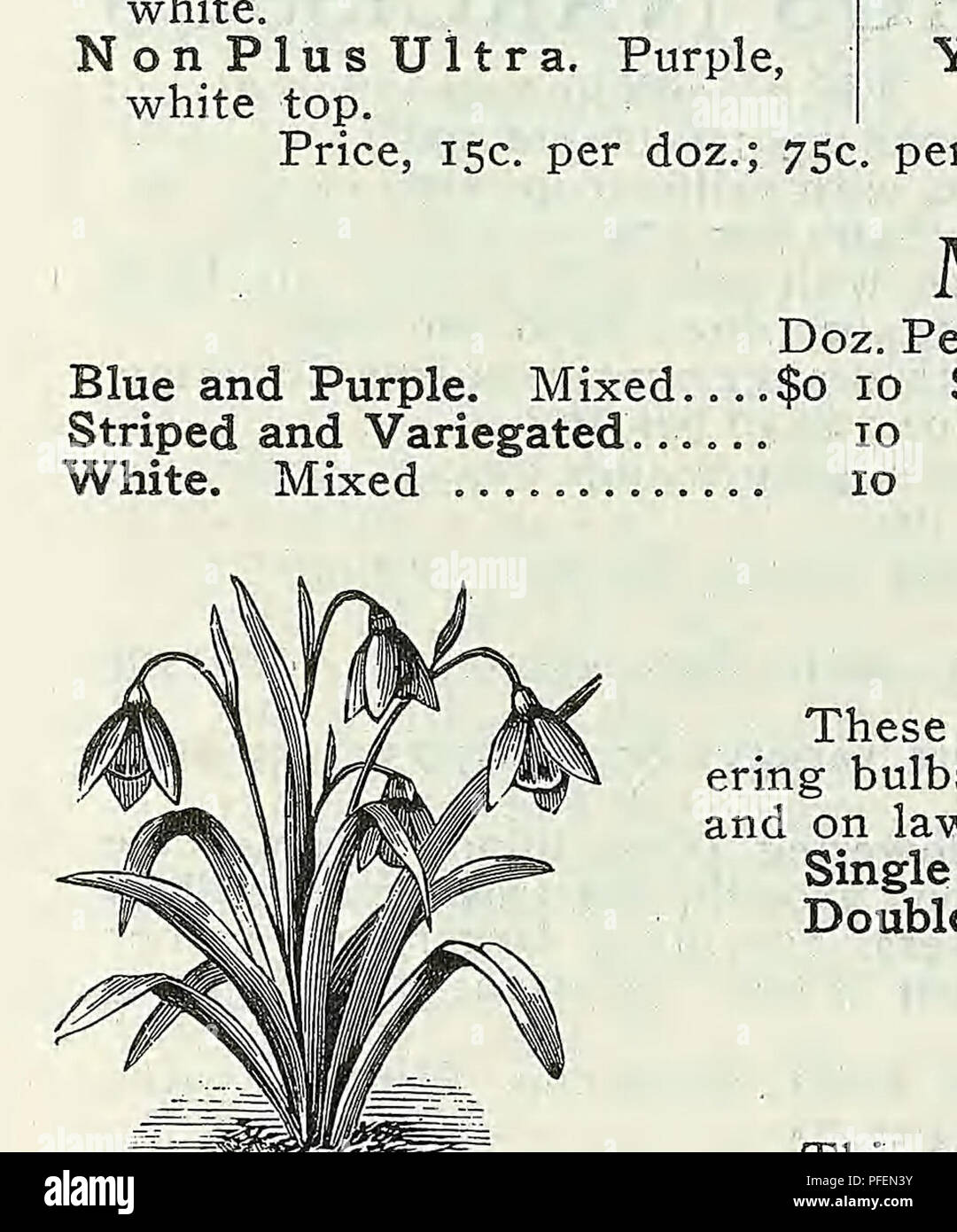 Descriptive Catalogue Of Vegetable Flower And Farm Seeds Nurseries Horticulture Nursery Stock Seeds Bulbs Plants Gardening Equipment And Supplies Bedding Plants Weeber Amp Don 3 00 White Calla Lily Blush Tinted