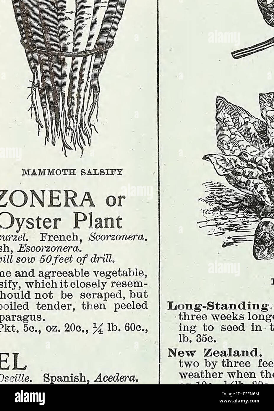 . Descriptive catalogue of vegetable, flower, and farm seeds. Nurseries (Horticulture); Nursery stock; Seeds; Bulbs (Plants); Gardening; Equipment and supplies; Bedding plants; Weeber &amp; Don. GIANT SUMMEE CBOOKNECK SQUASH RUNNING VARIETIES— Continued Early Prolific Marrow. An improvement on the Boston Mar- row, being earlier and more pro- ductive ; brilliant orange - red color. Pkt. 5c, oz. 10c, y lb. 30c, lb. $1.00. Essex Hybrid. It is one of the richest flavored, finest grained, and best winter keeping varieties known. Pkt. 5c, oz. 10c, y lb. 30c, lb. $1.00. Fordhook. A winter variety wit Stock Photo