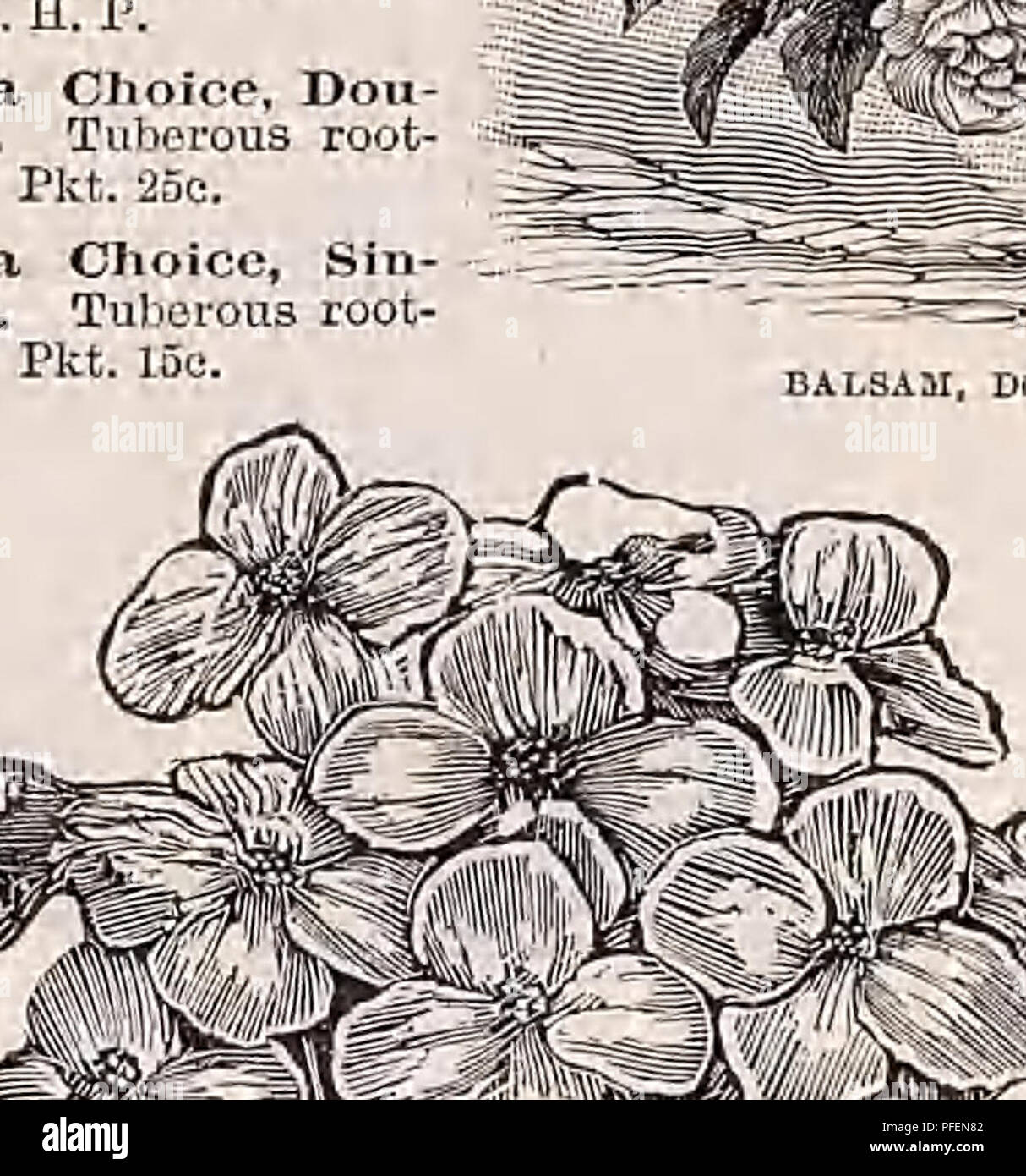 . Descriptive catalogue of vegetable, flower, and farm seeds. Nurseries (Horticulture); Nursery stock; Seeds; Bulbs (Plants); Gardening; Equipment and supplies; Bedding plants; Weeber &amp; Don. CALENDULA METEOR OACAtTA (Tassel Mower). A very beautiful and profuse flowering plant, â with tassel-shaped flowers. H. A. Coccinea. Orange-scarlet, flowering in clusters; pretty, 1% ft. Pkt. 5c. CALAXimiXIA. Beautiful, free-flow- ering plants, adapted for roek-work and dry, hot situations. H. A. Splendid Mixed. 1 ft. Pkt. 5c. CALCEOLARIA Plants of a highlv decorative character, forming in spring dense Stock Photo