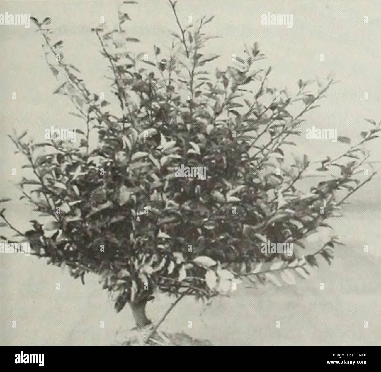 . Descriptive, illustrated retail catalogue spring 1957. Nurseries