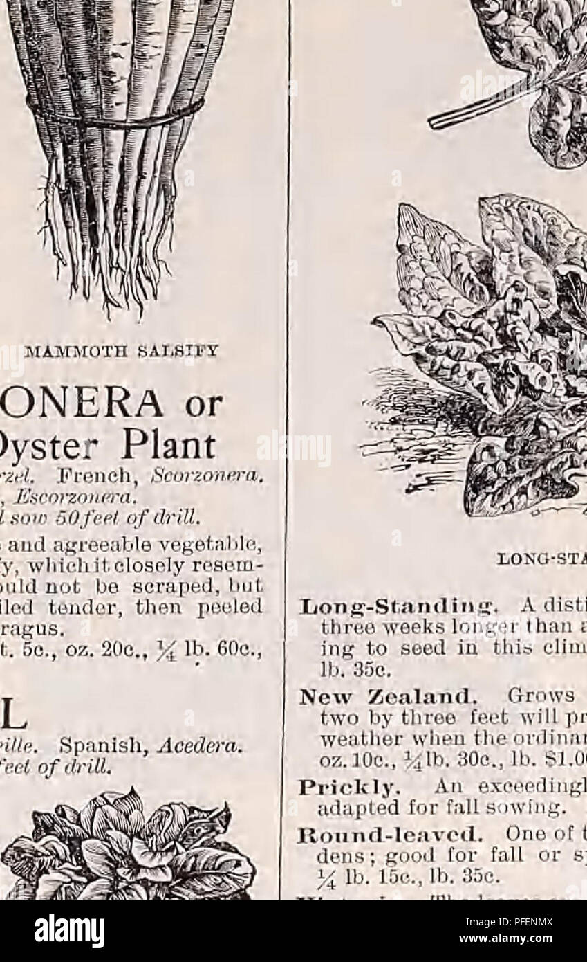 . Descriptive catalogue of vegetable, flower, and farm seeds. Nurseries (Horticulture); Nursery stock; Seeds; Bulbs (Plants); Gardening; Equipment and supplies; Bedding plants; Weeber &amp; Don. RUNNING VARIETIES— Continued Early Proline Marrow. v oz. 10e., J/J ||,. It is oWe of the linesi grained, :eepiog varieties , uz. 10c, 4g lb. iter variety with Improved Hubbard. A large very hard shelled variety of the hrst quality; keeps lunger than the marrows. pkr. 5c, o*. 15c. ighii.g-30t) Marhlehead. bling t heHubk edged lb. S1.00.' ** '&quot;' Quite distinct; very early, and of most deb- tor tail Stock Photo