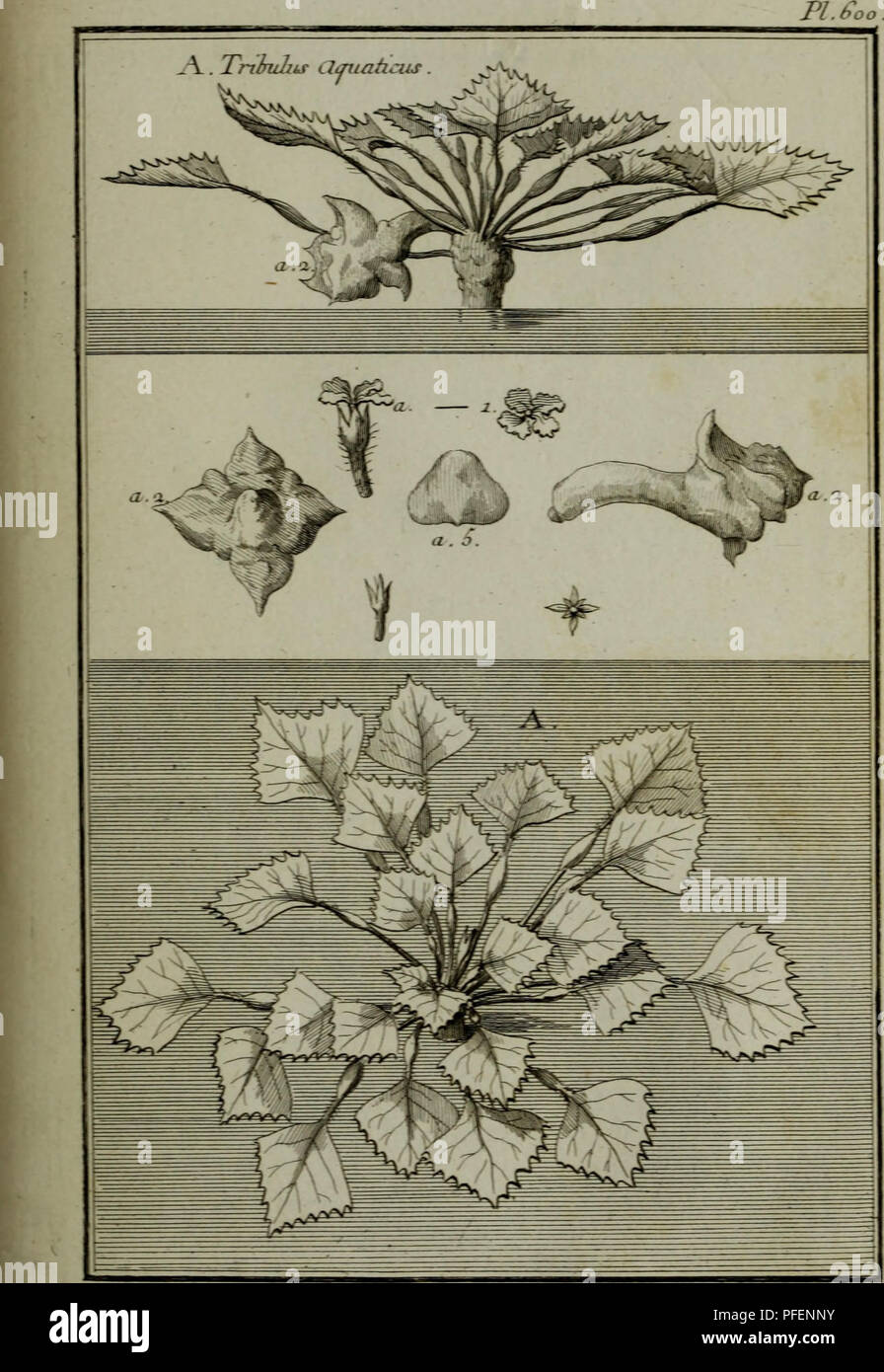 . Description, vertus et usages de sept cents dix-neuf plantes : tant e?trangeres que de nos climats ; et de cent trente-quartre animaux, en sept cents trente planches, grave?es en taille-douce, sur les desseins d?apre?s nature, de M. de Gersault, par MM. de Fehrt, Prevost, Duflos, Martinet, &amp;c. et range?es suivant l?ordre du livre intitule? Matiere me?dicale de M. Geoffroy ... Materia medica; Medicinal plants. . Please note that these images are extracted from scanned page images that may have been digitally enhanced for readability - coloration and appearance of these illustrations may n Stock Photo