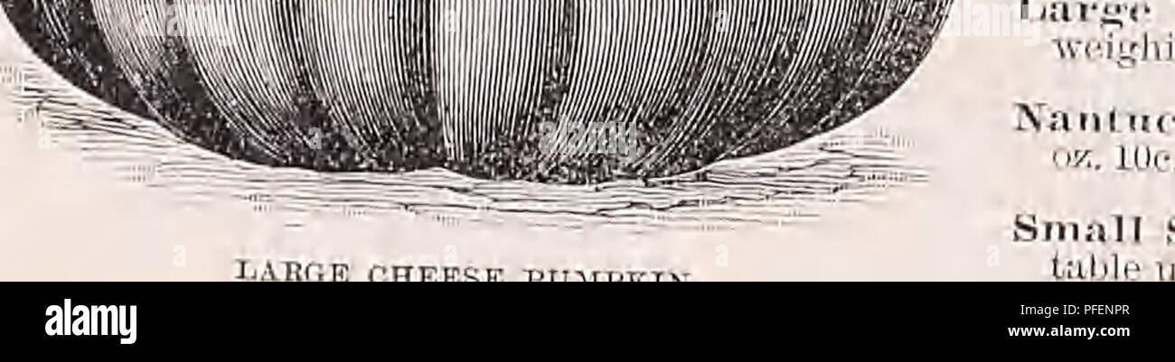 . Descriptive catalogue of vegetable, flower, and farm seeds. Nurseries (Horticulture); Nursery stock; Seeds; Bulbs (Plants); Gardening; Equipment and supplies; Bedding plants; Weeber &amp; Don. WEEBER &amp; DON 27 Vegetable Seeds POTATOES German, Kartoffel. Sps Ten 1mh&amp;3 Oil lain Potatoes loeigh it French, Porrme &gt;ie Tare. h, J'nUda. will plant one, acre. Seed â¢toes weigh, ma pounds to ike ban-el, net. seed Potatoes are northern grown and om disease.  It is our aim to have true, ubers, yielding heavy crops, and, abovo ieUent flavor and cpiallty when cooked, are the chief points to be  Stock Photo
