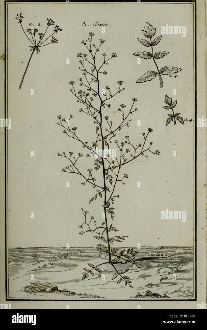 Lens Genus This comprehensive work describes 719 plant species, both foreign and ...