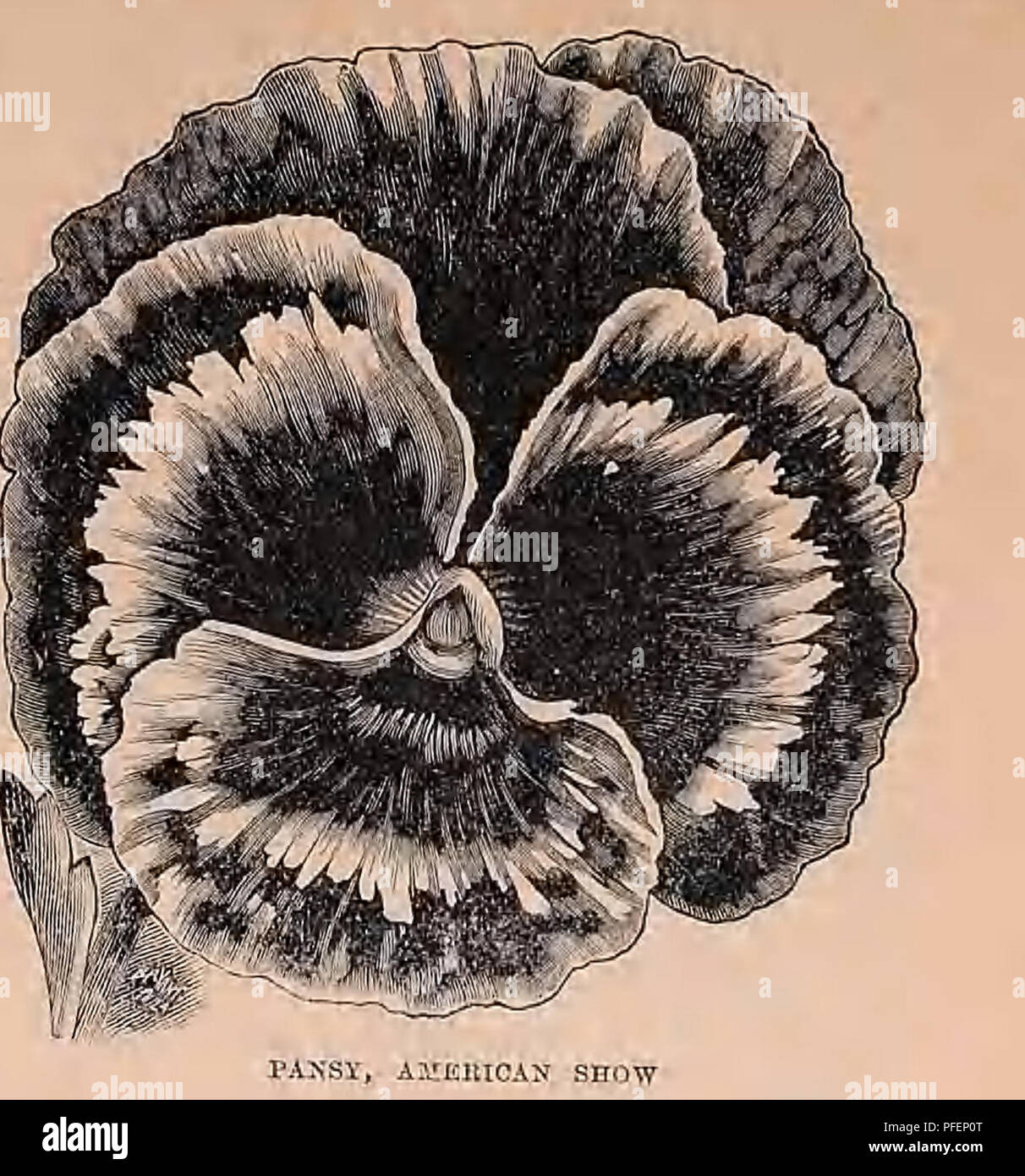 . Descriptive catalogue of vegetable, flower, and farm seeds. Nurseries (Horticulture); Nursery stock; Seeds; Bulbs (Plants); Gardening; Equipment and supplies; Bedding plants; Weeber &amp; Don. I3ABDY RED SUXFLOWEK. STOKESIA CYANEA, COBS KI.OWEK ASTER Sweet Pea &quot;HELEN PIERCE&quot; A very striking and distinct noveltv. The color is bright blue, mottled on white ground. It does not come striped or with any suggestion of stripes, but uniformly marbled and peppered, after the style of a gloxinia. The flowers arc of remarkably good substance, and last well when cut. I'kt 25c. Hardy Red Sunflo Stock Photo