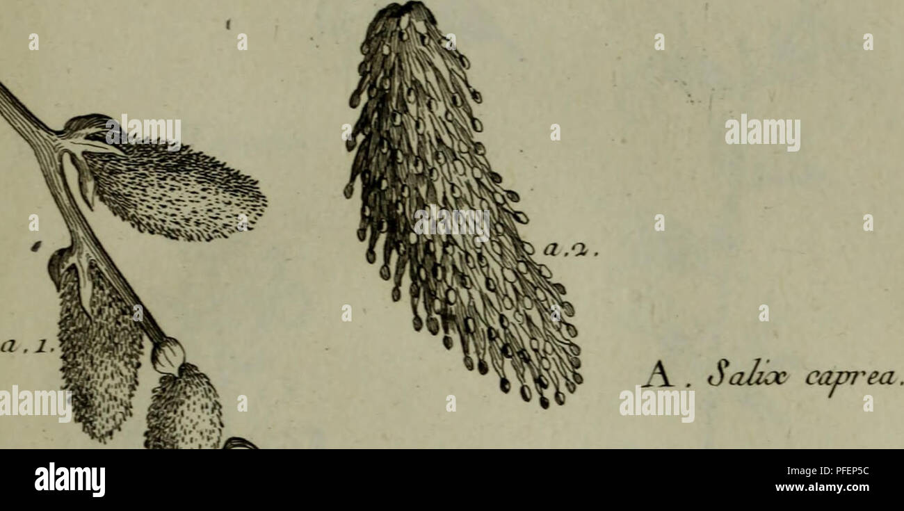 This work outlines the properties and uses of 719 plants, both native and foreign, and 134 animals. Illustrated with 730 engraved plates, it provides valuable insights into medicinal plants, their uses in traditional medicine, and descriptions of associated animals. The work is a historical reference on materia medica from the 18th century. Stock Photo