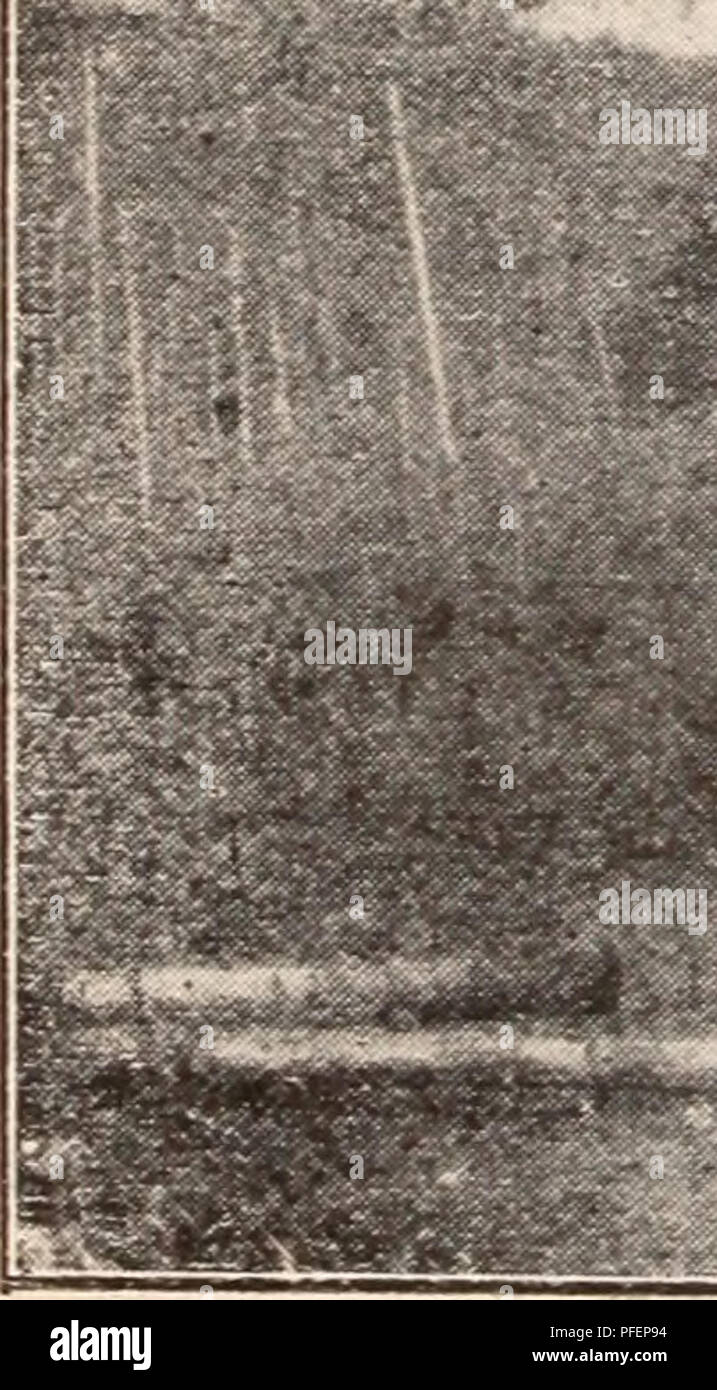 . Descriptive catalogue of flowering, ornamental trees, shrubs, bulbs, herbs, climbers, fruit trees, &amp;c., &amp;c., &amp;c. / for sale by the Yokohama Nursery Co., Limited.. Nursery Catalogue. 36 CATALOGUE OF THE YOKOHAMA NURSERY Co., Ltd. (1910). HAQNOLIAS. !? Magnolia compressa, leaves persistent resembling those of Illicium religiosum, flower small white i inch across (pot grown) 2, Mflgnolia conspicua, fine white flowers, very fragrant, easy bloomer, good for cut flowers of bouquets (pot grown) Ditto 3. Magnolia grandiflora, persistent large thick leaved, large flower 6-7 inches across, Stock Photo