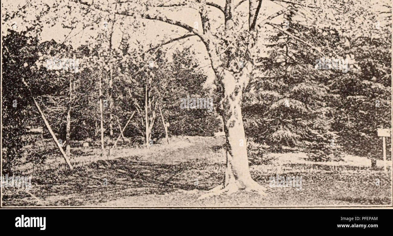 . Descriptive catalogue of flowering, ornamental trees, shrubs, bulbs, herbs, climbers, fruit trees, &amp;c., &amp;c., &amp;c. / for sale by the Yokohama Nursery Co., Limited.. Nursery Catalogue. CATALOGUE OF THE YOKOHAMA NURSERY Co., Ltd. (1910). 35 height Jasiiiinum Sieboldianiiiii, yellow flowering Jasmin (pot i^rown) i-ij ft. *jjisminuni trinerve, grows in greenhouse, fragrant drooping white flower (pot grown) — Kerriii jiipoiiica, yellow flowering shrub (pot grown) 1-2 ft. Ditto double 1-2 ft, liagerstroeiiiia, indica, pink flower, highly ornamental garden plant, flower lasts very long, t Stock Photo