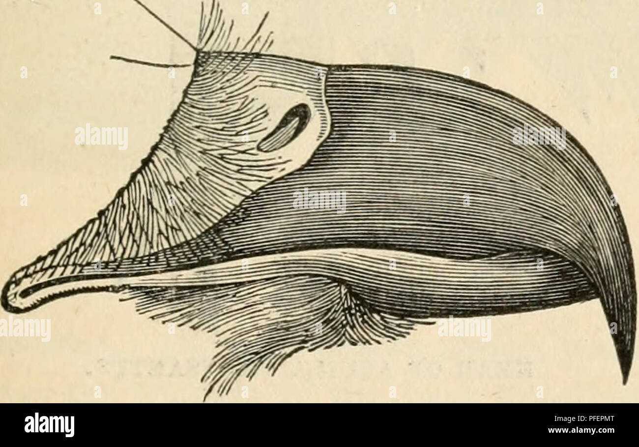 Descriptions of the rapacious birds of Great Britain. Birds of prey --  Great Britain; Owls -- Great Britain. EAGLES AND HAWKS. 35 miglit suffice  for a greater number of species; but