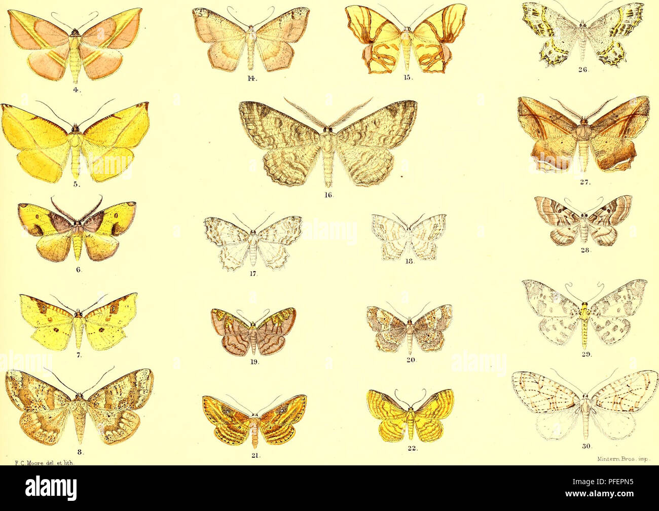 . Descriptions of new Indian lepidopterous insects from the collection of the late Mr. W.S. Atkinson. Lepidoptera -- India; Lepidoptera. 1, Decetiapallida. ?,,Noreia flava. &lt;3,Auzeareticulata. 4,Cimicod£s sanguiflua. S, C flava,?. e', Marcala flaviflisata. 7, Caustoloma acuLipennis. 8 Anisodes lunulosa. S.Meiiophravialis .10,Remodes lineosa. Yl] R.abnormis. 12,Brabira pallida. 13,Runeca fernlmeata 14, Macana deletaria. 15, Agathia divancata. IG, Mcis vagans 17 Tiy6odes fernfera. 18,Emodesa smuosa. 19. Steganiapurpurascens. 20,Epione adustata. 2l! Arasada fasciosa. 22,Bardanes plicata. 23.Me Stock Photo