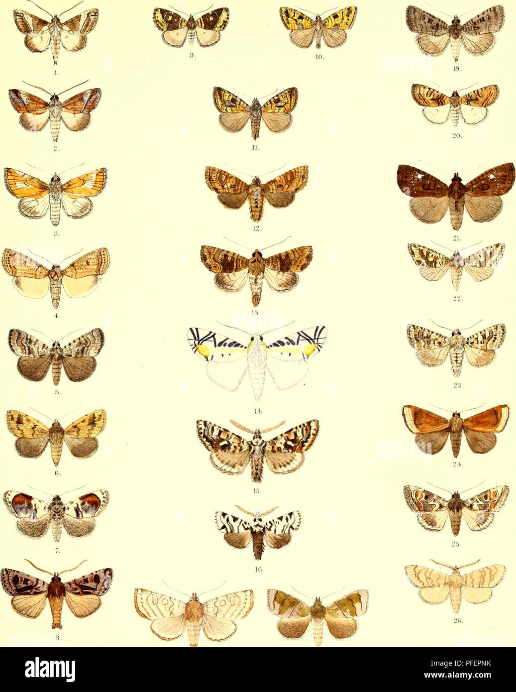 . Descriptions of new Indian lepidopterous insects from the collection of the late Mr. W.S. Atkinson. Lepidoptera -- India; Lepidoptera. Asiatic Society. Bengal Lepidoptera. Plate. W.. 17. 18. F. C. Moore, del et )ith. Mmtem Bros, imp. l.Risoba vialis. 2.Pitrasa variegata. 3. P. vitellma. 4. Kerala multipunctata. 5. Tycracona transversa, 6. Borolia furcifera. 7. Calymera picta. 8. Mamestradecorata. 9. Motama cidarioides. 10. M.aurata. 11.M.decorata. 12. Luperina pa.rdaria.lS.Apamea denticulosa. 14. Baorisaliieroglyphica. 15. Pachetra heterocampa. 16. Chandata partita. 17. Dimya smuata. 15. Ean Stock Photo