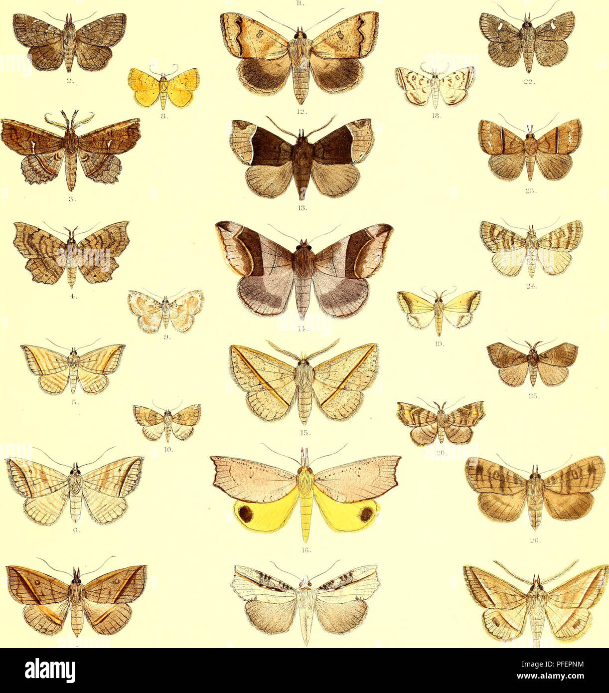 This catalog details newly discovered species of lepidopterous insects ...