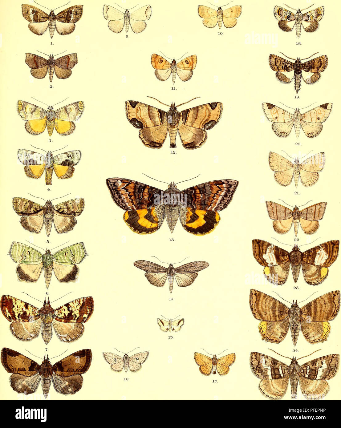 . Descriptions of new Indian lepidopterous insects from the collection of the late Mr. W.S. Atkinson. Lepidoptera -- India; Lepidoptera. Asiatic Soaety^ Bengal Lepidoptera Plat. 8. 25 r.CMDore ad et litt MmtemBro l,Coeurica fasciata 2, Thalatta fasciosa 3. Tambana catocalma. 4, Bleruna pannosa 5, Blenina qumaria 6,AmrelIa angialipennis. 7, Donda thoracica, 8, Epcheia costipannosa. 9,Poap]niia pallens. 10,Poaphila uruforrrus. 11, Poaphila oculata. 12, Sypna pannosa. 13,Catocala tapestrina. 14, Sadajrsa longipenras. 15,Mestleta acontioides, 16, D-ordara lobata. 17, Sonagara strigosa. 18,Anophia  Stock Photo
