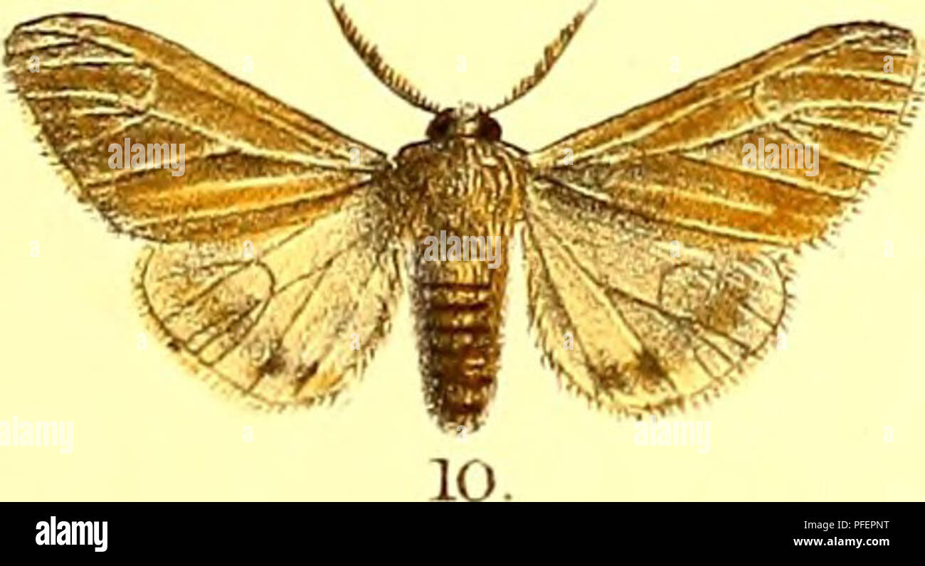 . Descriptions of new Indian lepidopterous insects from the collection of the late Mr. W.S. Atkinson. Lepidoptera -- India; Lepidoptera. I RM&amp;A Searle d,. l,Pramila atkinsoni 2, Tnlochana scolioides. S.Henmba atkmsoni. 4, Chserotncha bipartita. 5,Anaxa venosa G.Artajca dispersa. 7, Drepana flava. 8,Drepana posiica 9,Drepana bioculans 10,Carbisa venosa. ll.Piiriprana atkmsoni 12, Euchaetes sikkimensis. 13, Nayaca florescens H.Pangora distorta. 15,Harapa testaoea 16, Artaxa basalis. 17, Daplasa irrorata. 18,Rdalativilta. 19,Arbudas bicolor. 20,Adrepsa stilbioides. 21, Caragola costalis: 22.  Stock Photo
