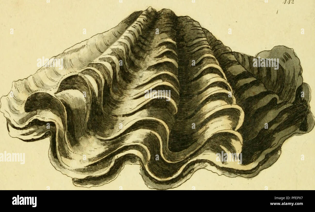 . [Descriptions and illustrations of mollusks : excerpted from The naturalist's miscellany. Mollusks; Mollusks. . Please note that these images are extracted from scanned page images that may have been digitally enhanced for readability - coloration and appearance of these illustrations may not perfectly resemble the original work.. Shaw, George, 1751-1813; Nodder, Frederick Polydore, publisher; Nodder, Elizabeth, publisher; Dall, William Healey, 1845-1927, former owner. DSI; Anthony, C. , former owner. DSI; Nodder, R. P. (Richard P. ), fl. 1790-1820, ill. Stock Photo