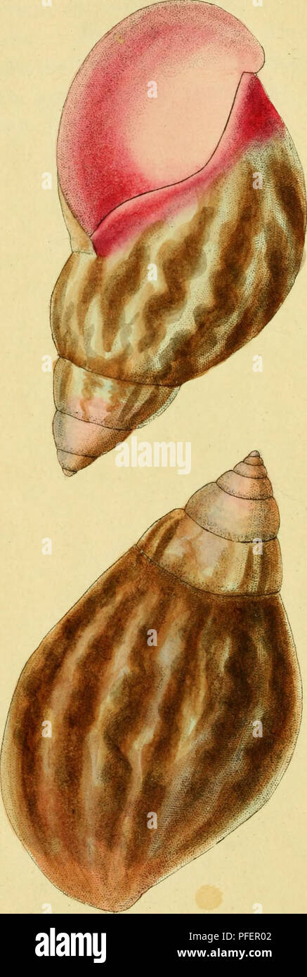. [Descriptions and illustrations of mollusks : excerpted from The naturalist's miscellany. Mollusks; Mollusks. A . r. Please note that these images are extracted from scanned page images that may have been digitally enhanced for readability - coloration and appearance of these illustrations may not perfectly resemble the original work.. Shaw, George, 1751-1813; Nodder, Frederick Polydore, publisher; Nodder, Elizabeth, publisher; Dall, William Healey, 1845-1927, former owner. DSI; Anthony, C. , former owner. DSI; Nodder, R. P. (Richard P. ), fl. 1790-1820, ill. Stock Photo