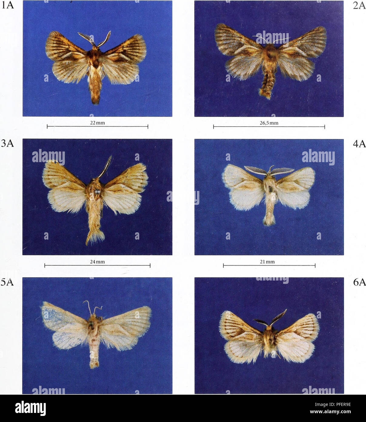 . Description of two new genera and ten new species of Metarbelidae (Lepidoptera: Cossoidea) from western, north-central and eastern Africa with notes on habitats and biogeography. . 26 mm ^ ^ 23 mm Mountelgonia percivali sp. nov., male, holotype, Kenya, Rift Valley Province, Mount Elgon National Park. Mountelgonia percivali sp. nov., female, paratype, Kenya, Rift Valley Province, Mount Elgon National Park. Mountelgonia lumbuaensis sp. nov., male, paratype, Kenya, Rift Valley Province, Lumbua (or Lumbwa). Mountelgonia arcifera (Hampson, 1909), male, Kenya, Rift Valley Province, Southern Masai  Stock Photo