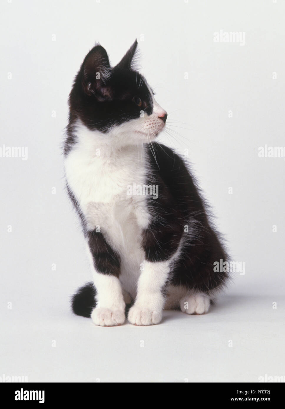 Black and white kitten (Felis catus) sitting up looking to one side