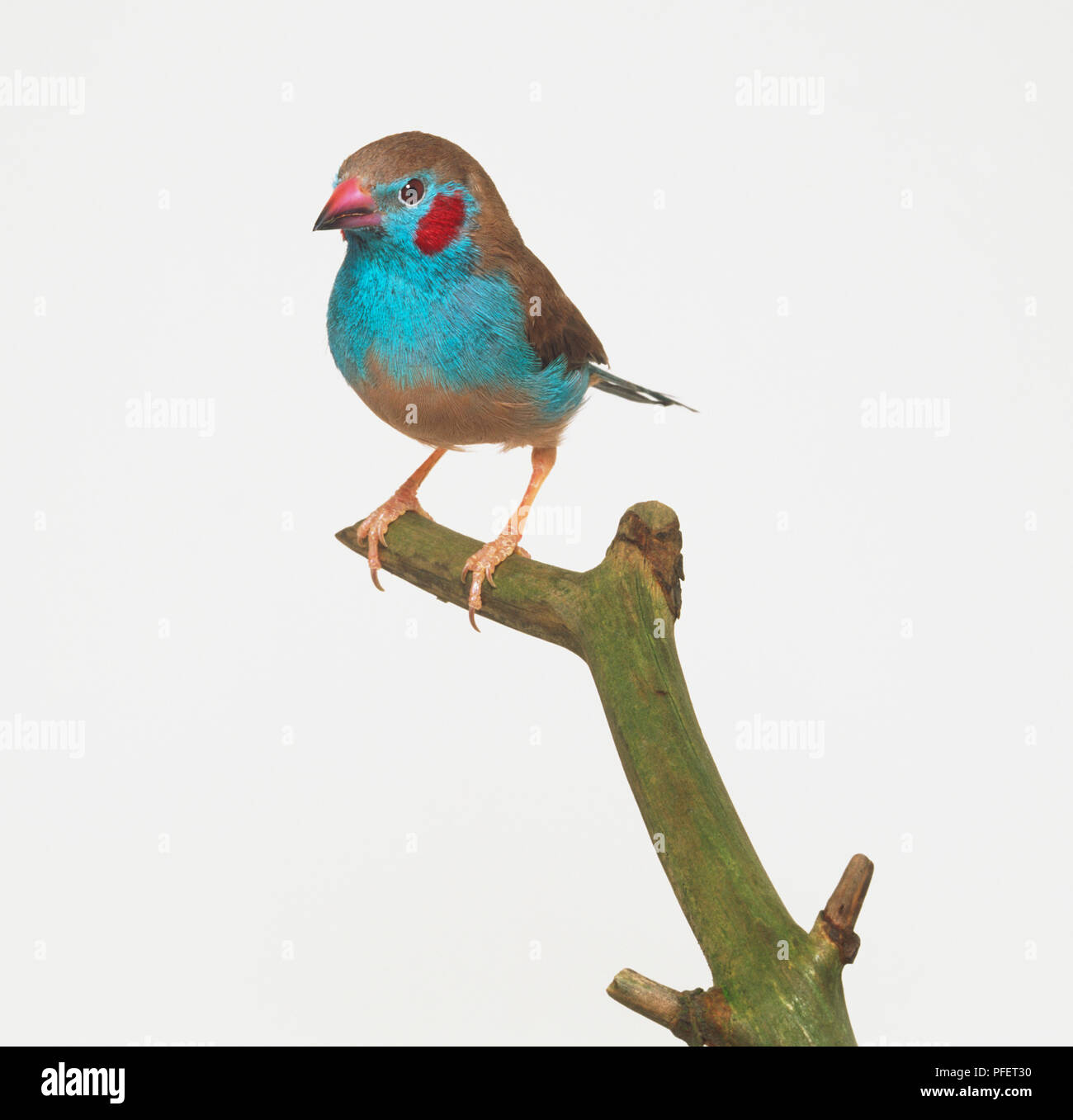 Red-cheeked Cordon Bleu Finch (Uraeginthus bengalus) on a branch Stock Photo